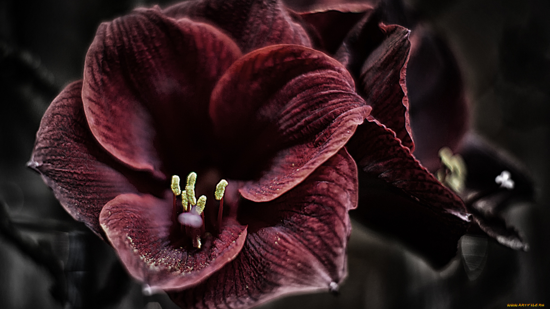 цветы, амариллисы, , гиппеаструмы, макро, бордовый, амариллис