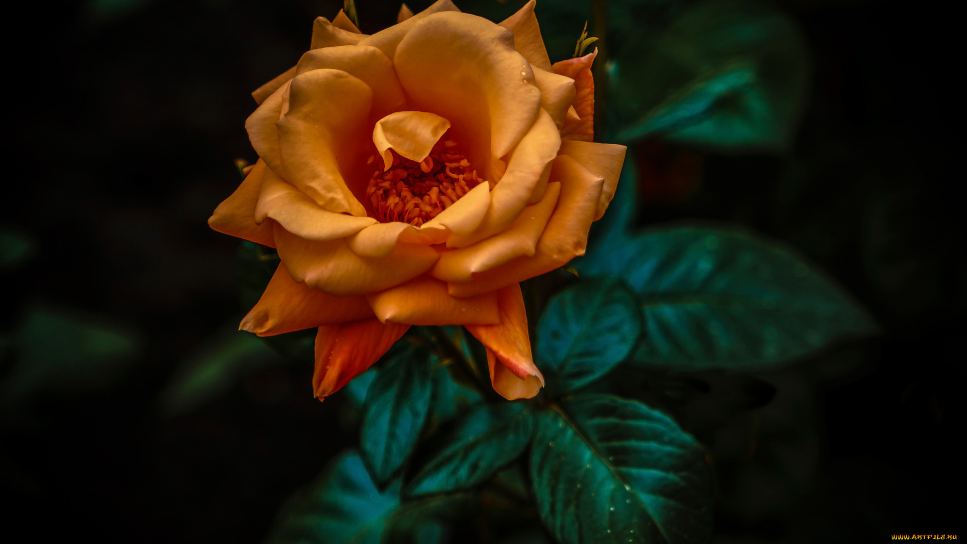 цветы, розы, боке, фон, макро, orange, rose