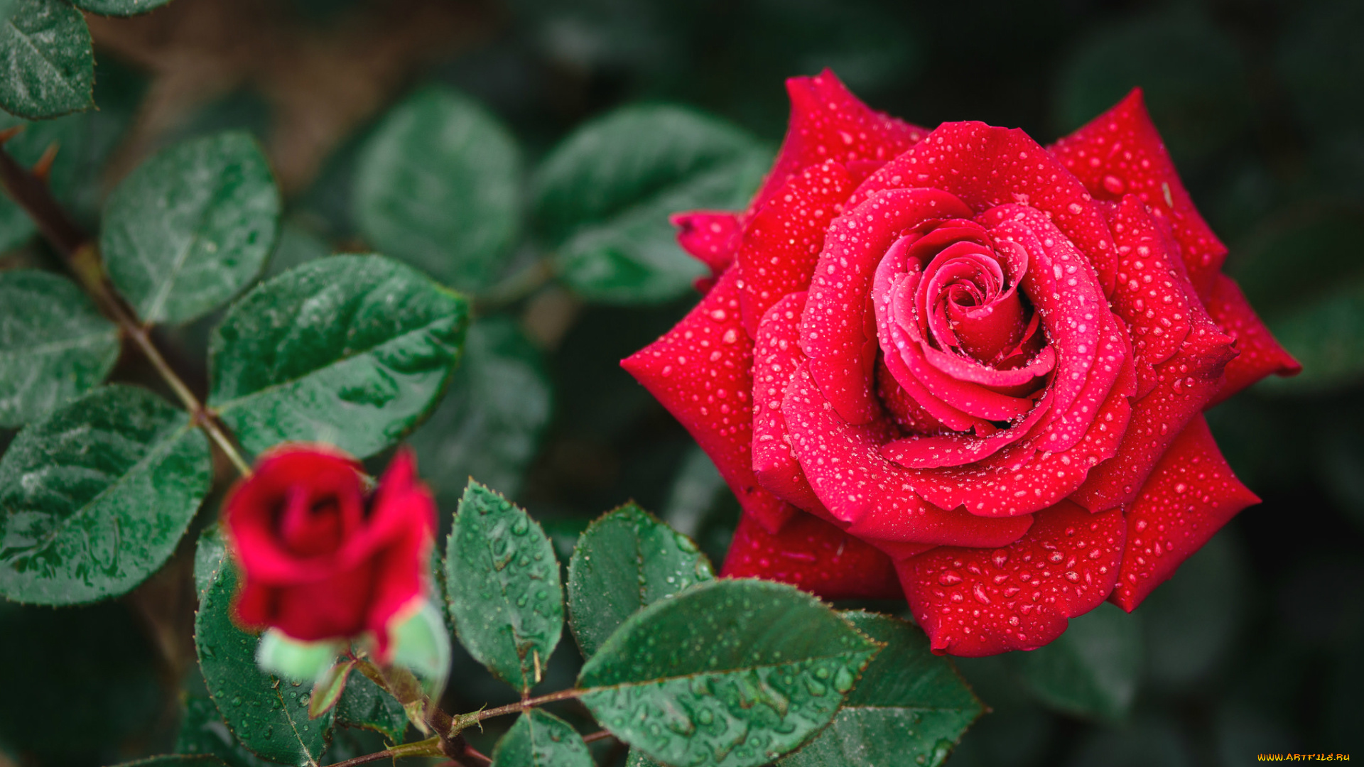 цветы, розы, красавица, макро, капли, бутон, королева, красная, роза