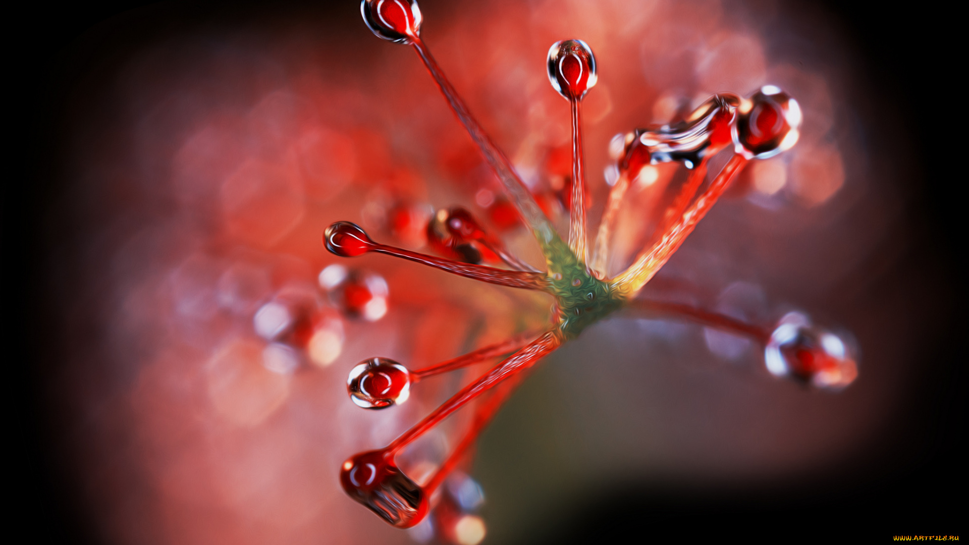 разное, компьютерный, дизайн, росянка, макро, обработка