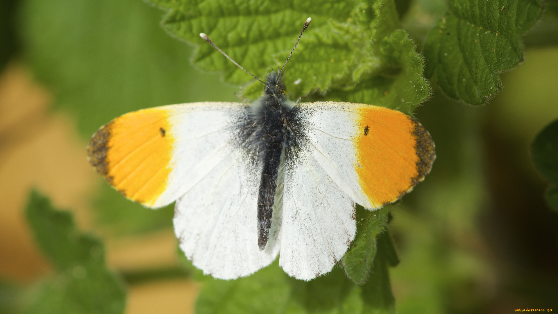 животные, бабочки, , мотыльки, , моли, бабочка, макро, листья