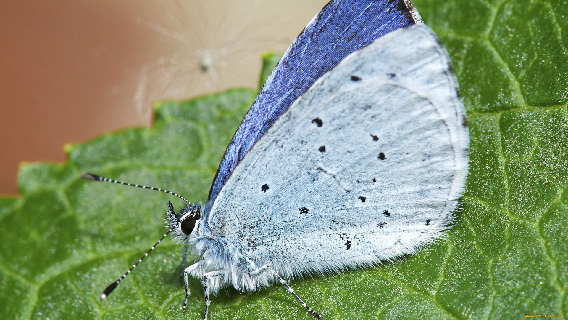 животные, бабочки, , мотыльки, , моли, бабочка, макро, лист