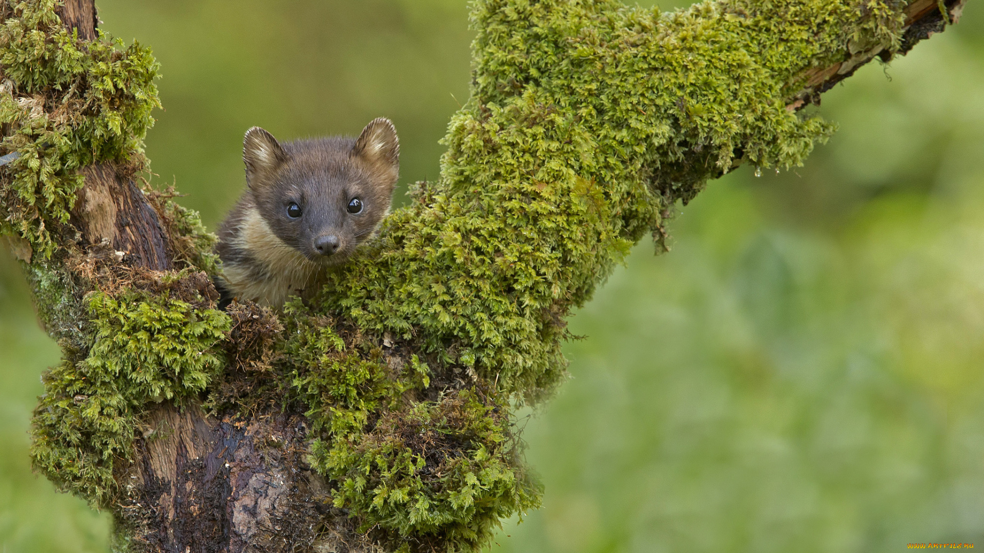животные, хорьки, , куницы, , горностаи, , ласки, , соболи, морда, взгляд, фон
