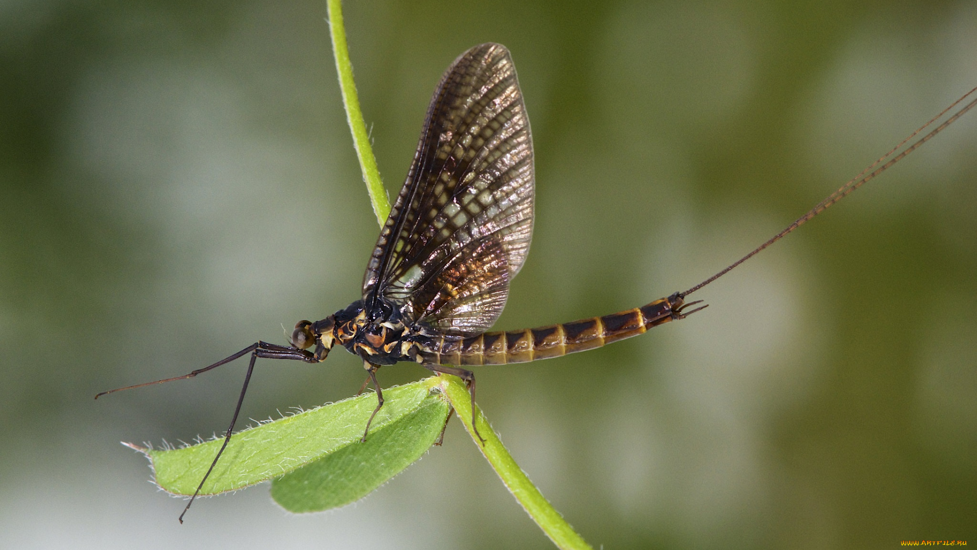 животные, насекомые, листик, веточка, макро, насекомое