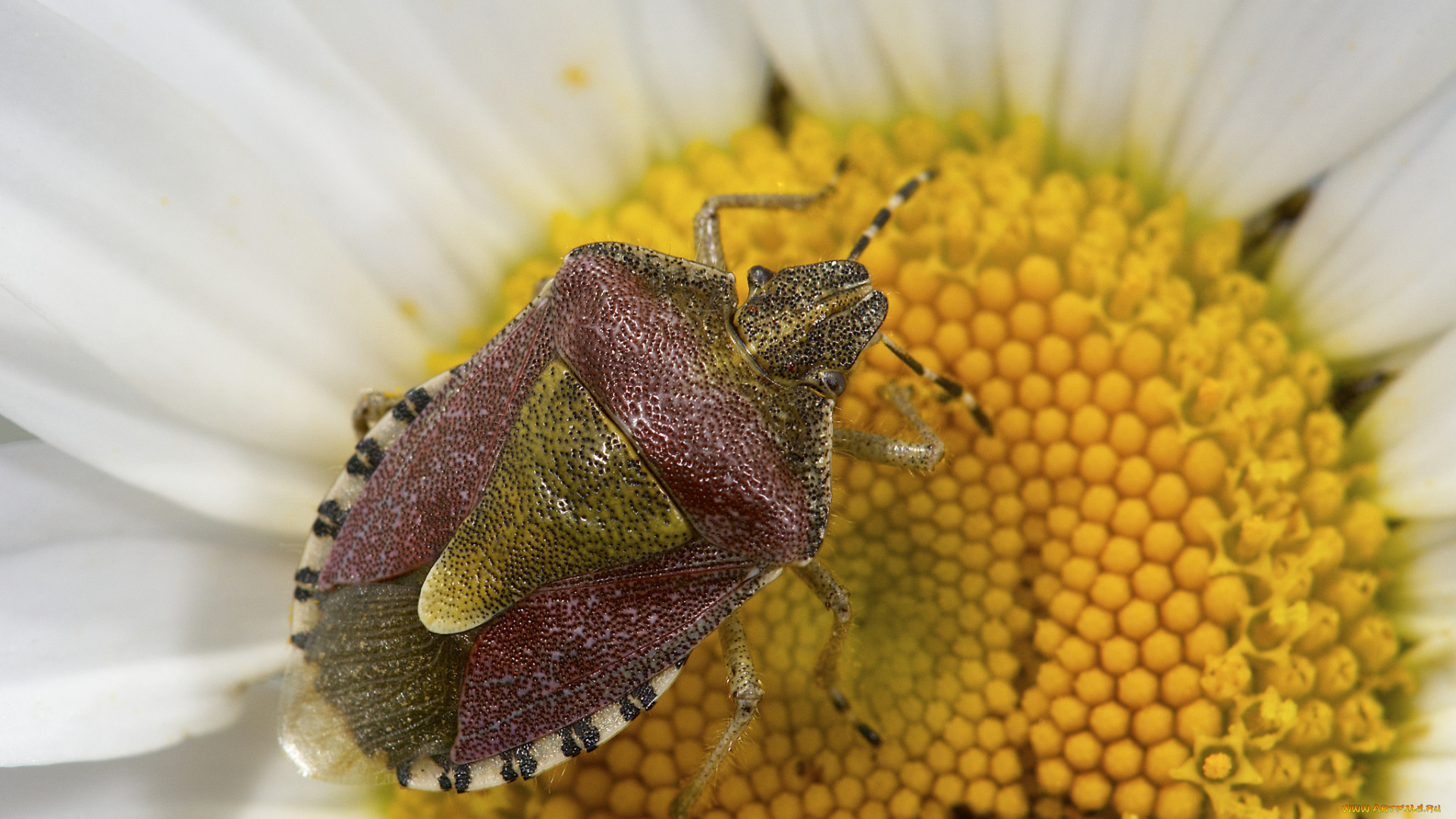 животные, насекомые, насекомое, жук, цветок, ромашка, клоп, макро