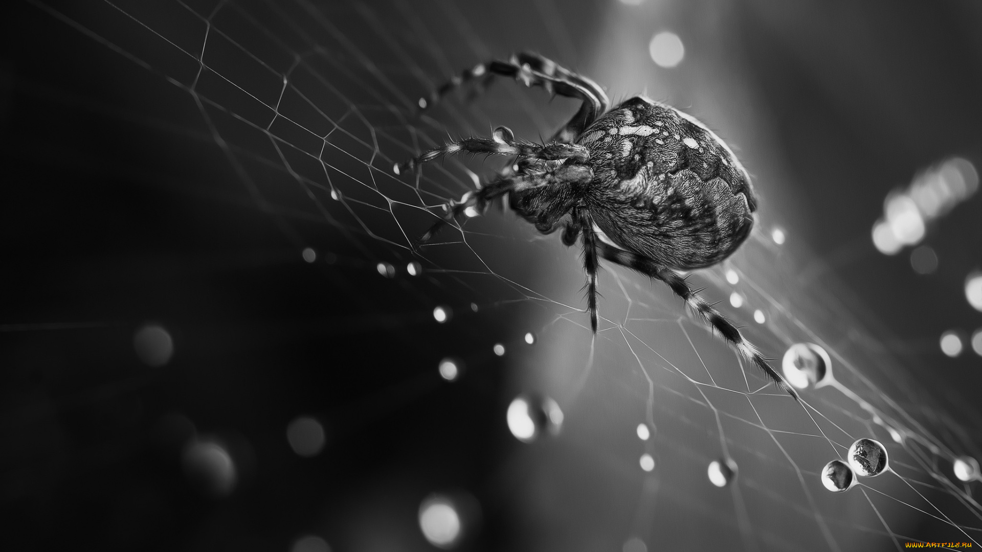 животные, пауки, паутина, макро, чёрно-белое, фото, паук, вода, капли, роса, утро