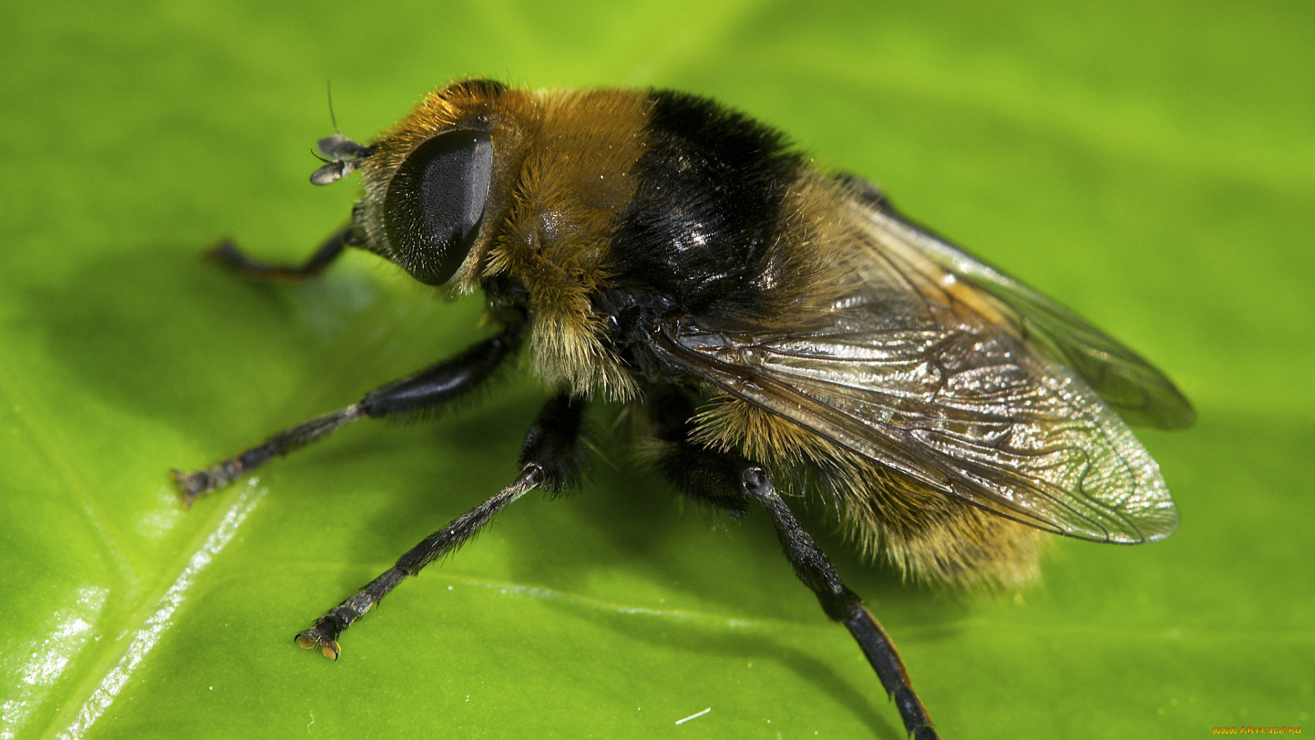 животные, пчелы, , осы, , шмели, макро, лист, шмель, насекомое