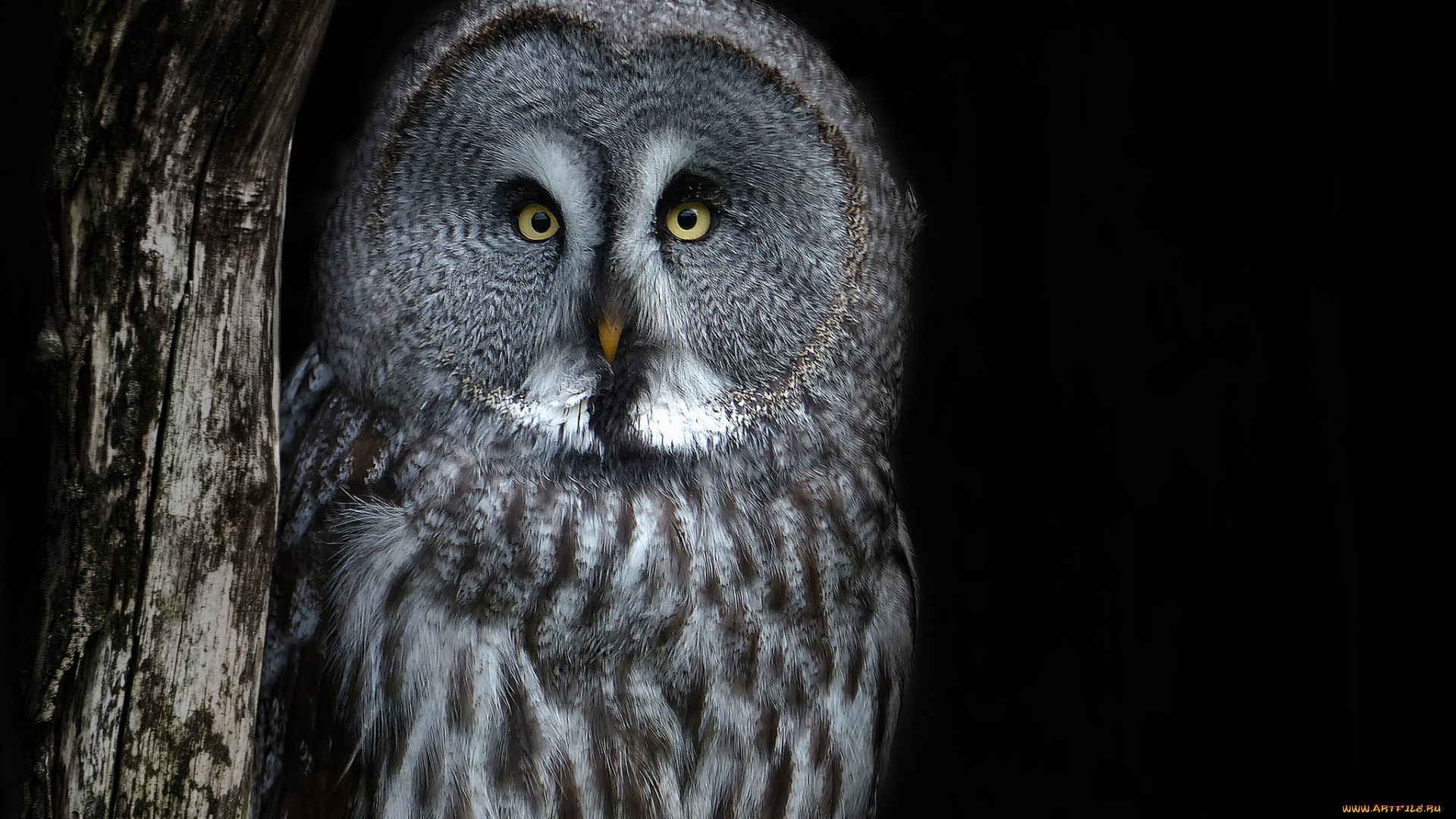 животные, совы, сова, птица, ночь, портрет, взгляд