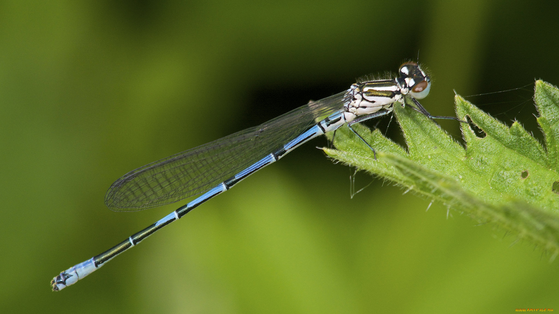 животные, стрекозы, лист, стрекоза, макро