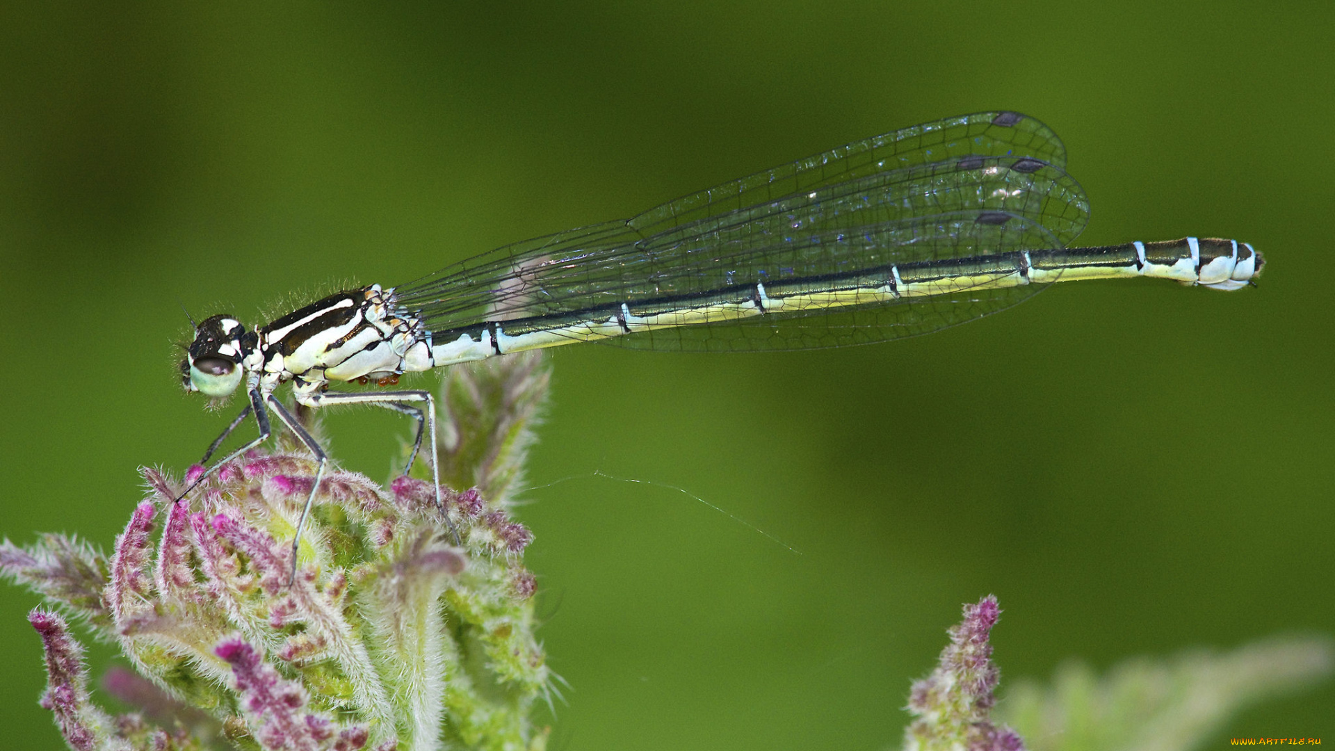 животные, стрекозы, лист, стрекоза, макро