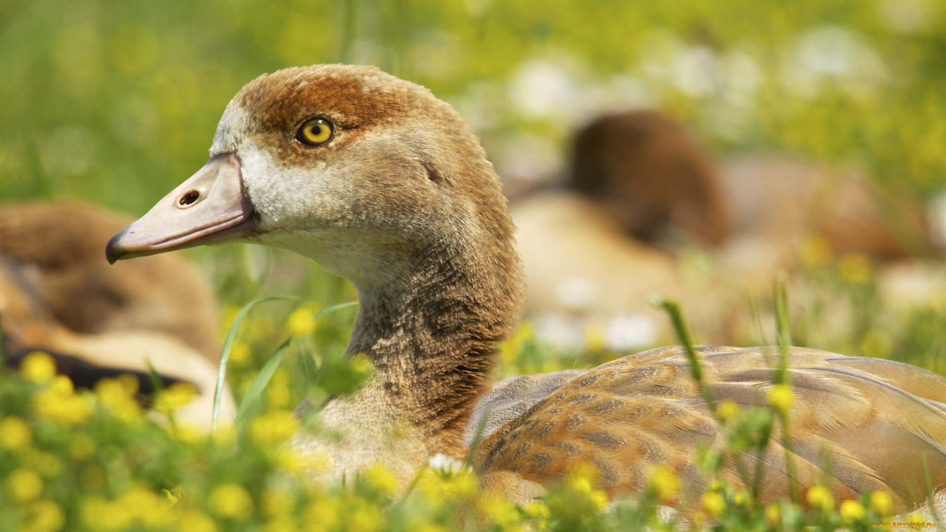 животные, утки, взгляд, утёнок, трава, луг, птица