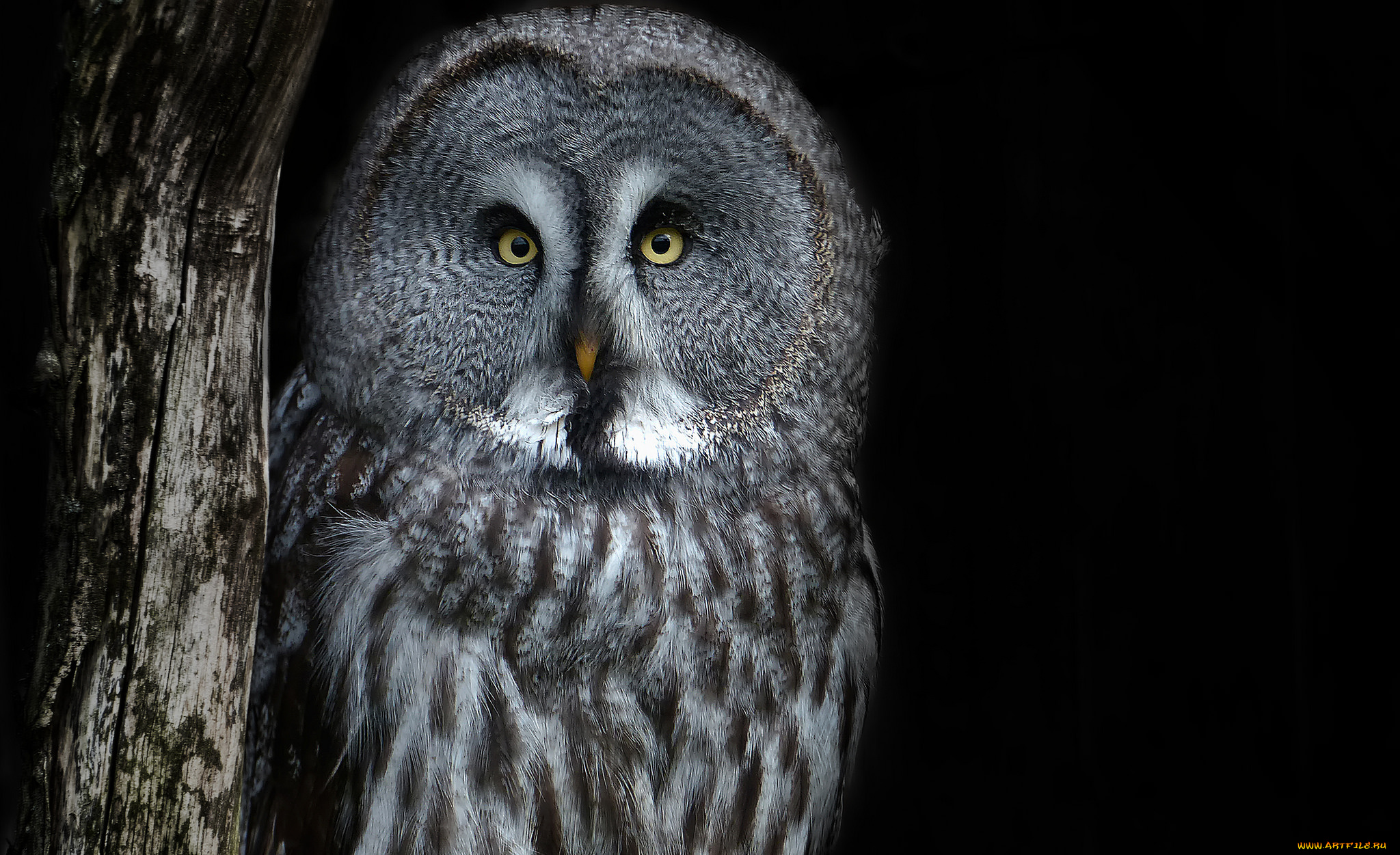 животные, совы, сова, птица, ночь, портрет, взгляд