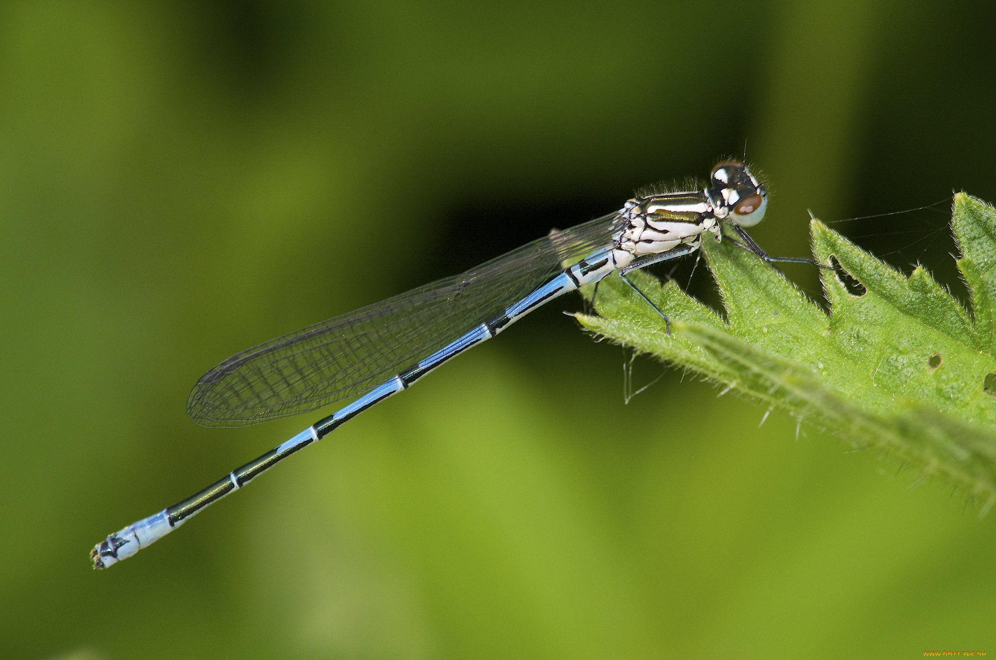 животные, стрекозы, лист, стрекоза, макро