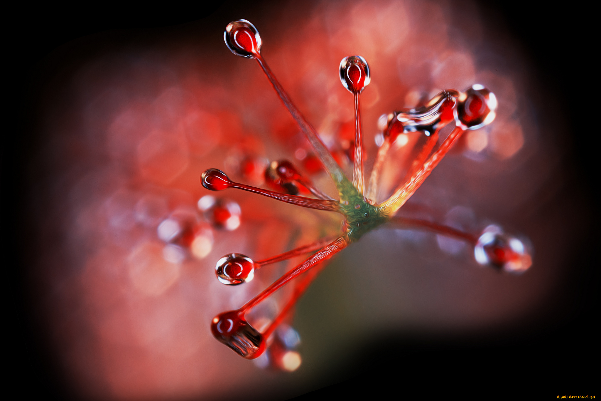 разное, компьютерный, дизайн, росянка, макро, обработка