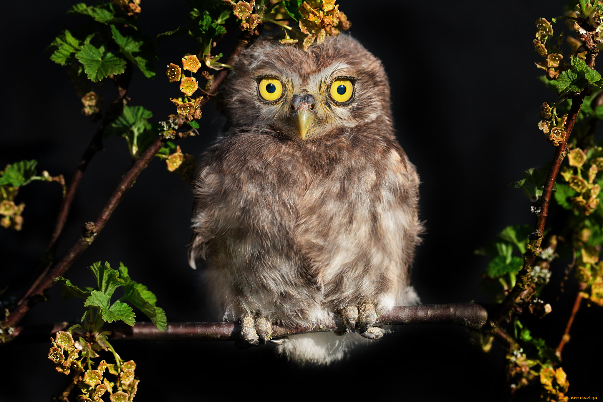 животные, совы, сова, ночь, взгляд, совёнок