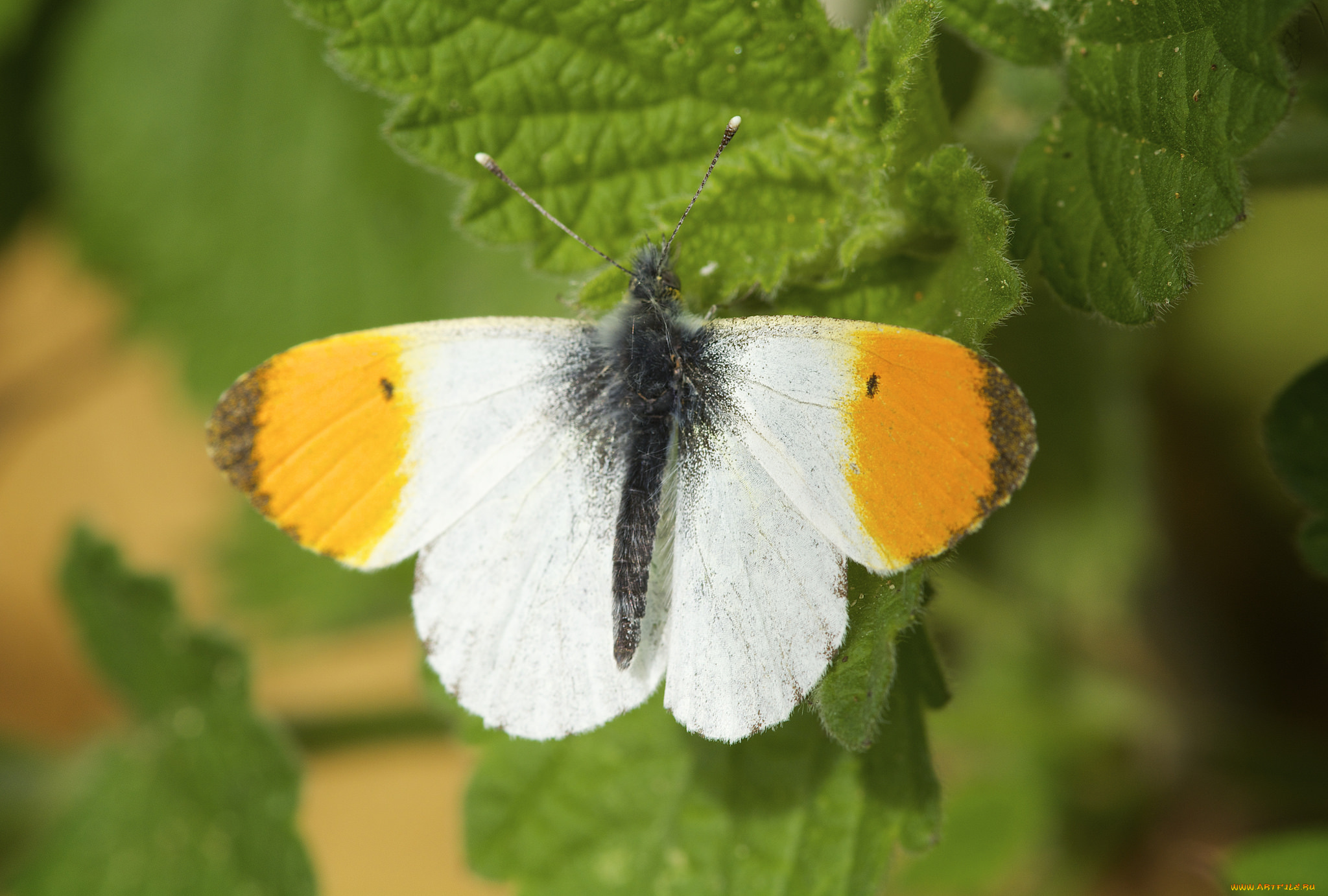 животные, бабочки, , мотыльки, , моли, бабочка, макро, листья