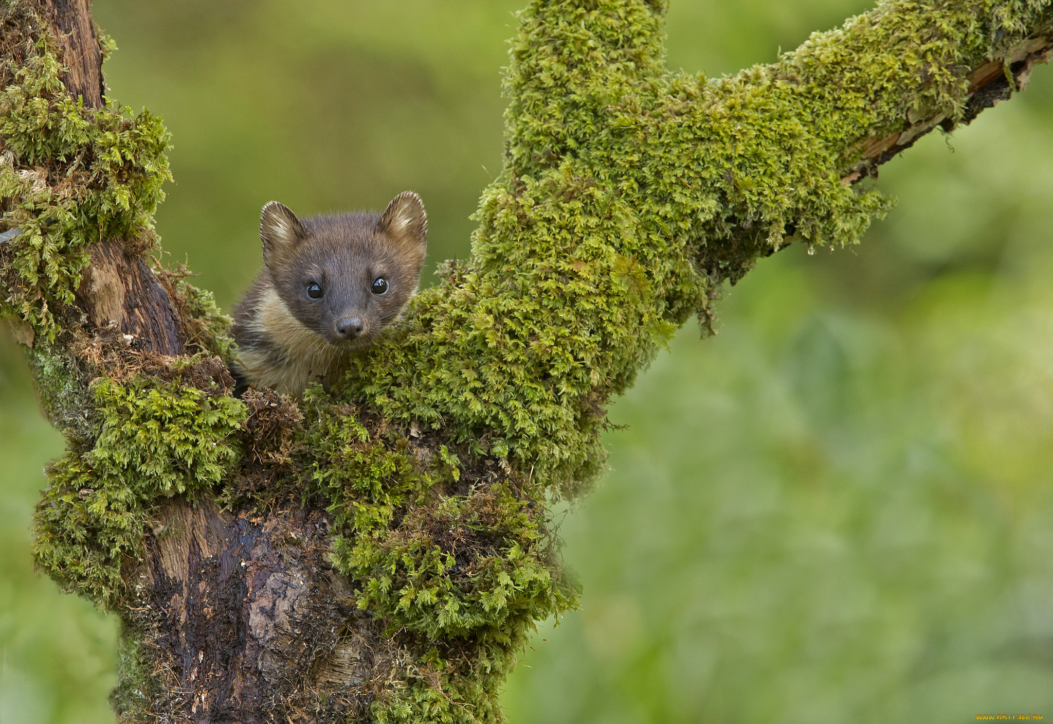 животные, хорьки, , куницы, , горностаи, , ласки, , соболи, морда, взгляд, фон