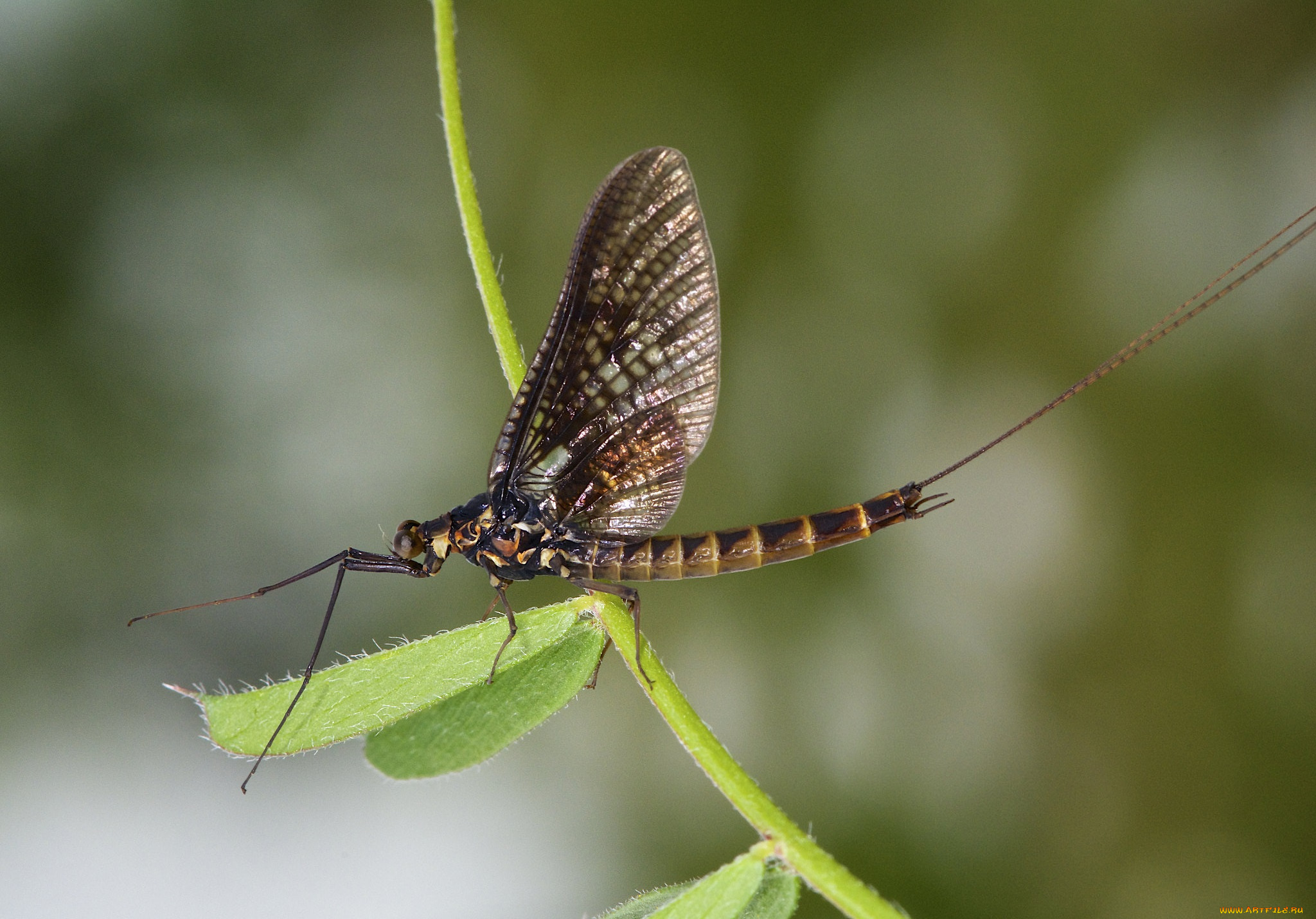 животные, насекомые, листик, веточка, макро, насекомое