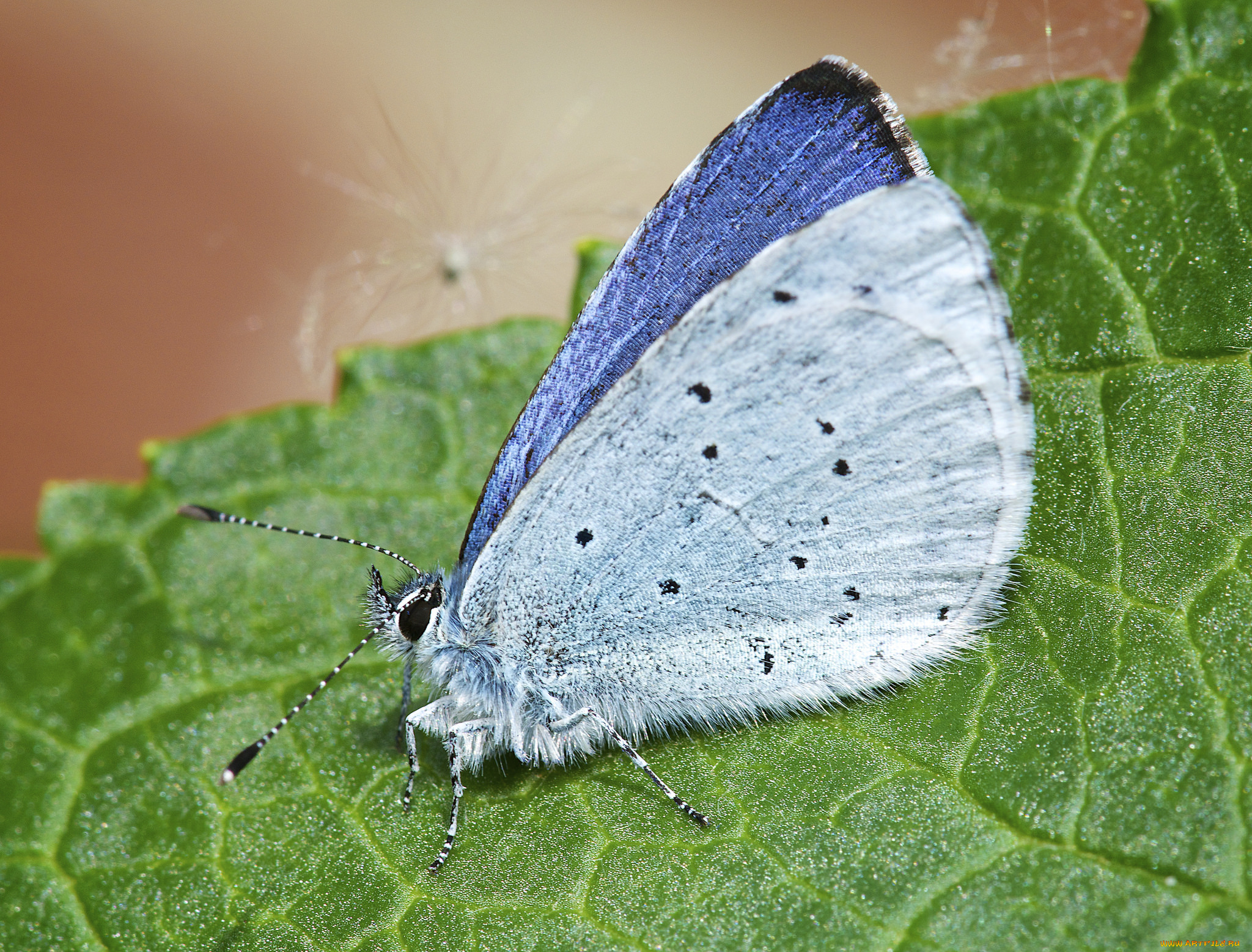 животные, бабочки, , мотыльки, , моли, бабочка, макро, лист