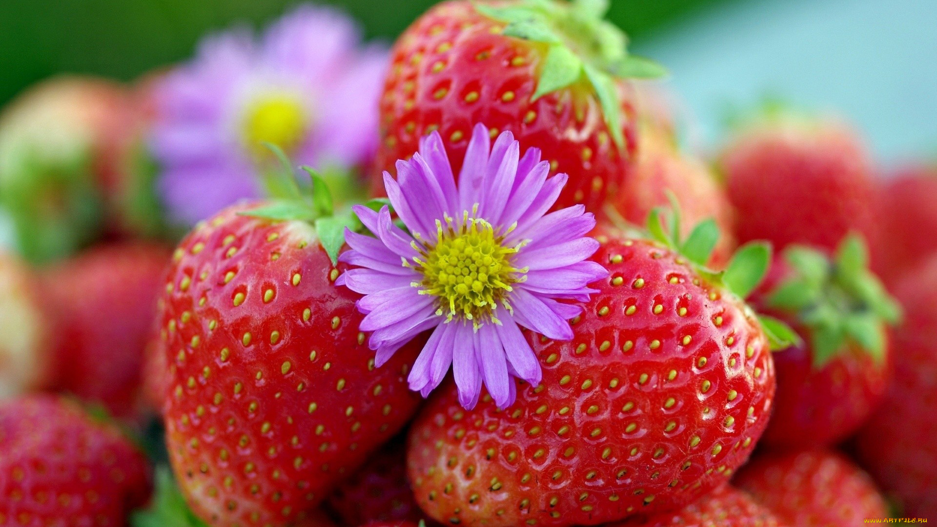 еда, клубника, , земляника, ягоды, макро