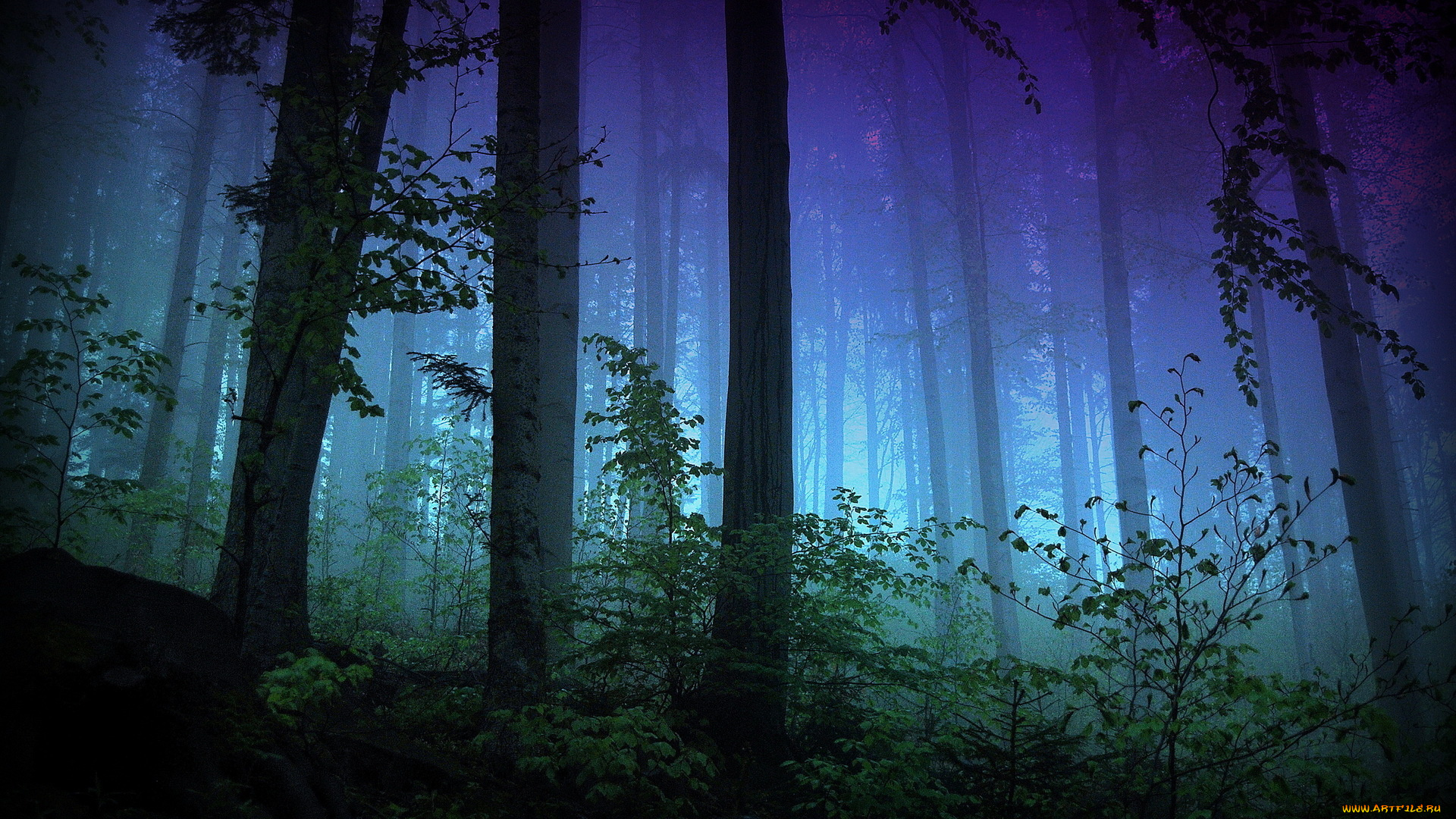 природа, лес, деревья