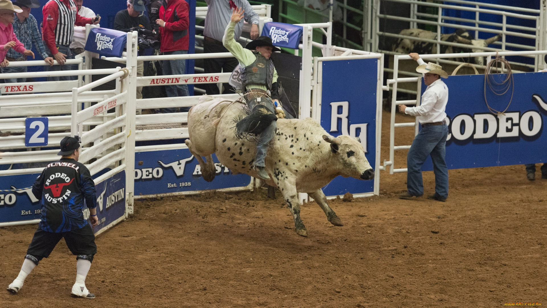 спорт, -, другое, бык, наездник, родео