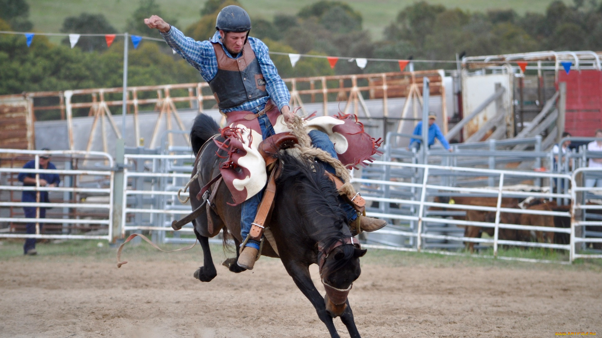 спорт, -, другое, конь, всадница