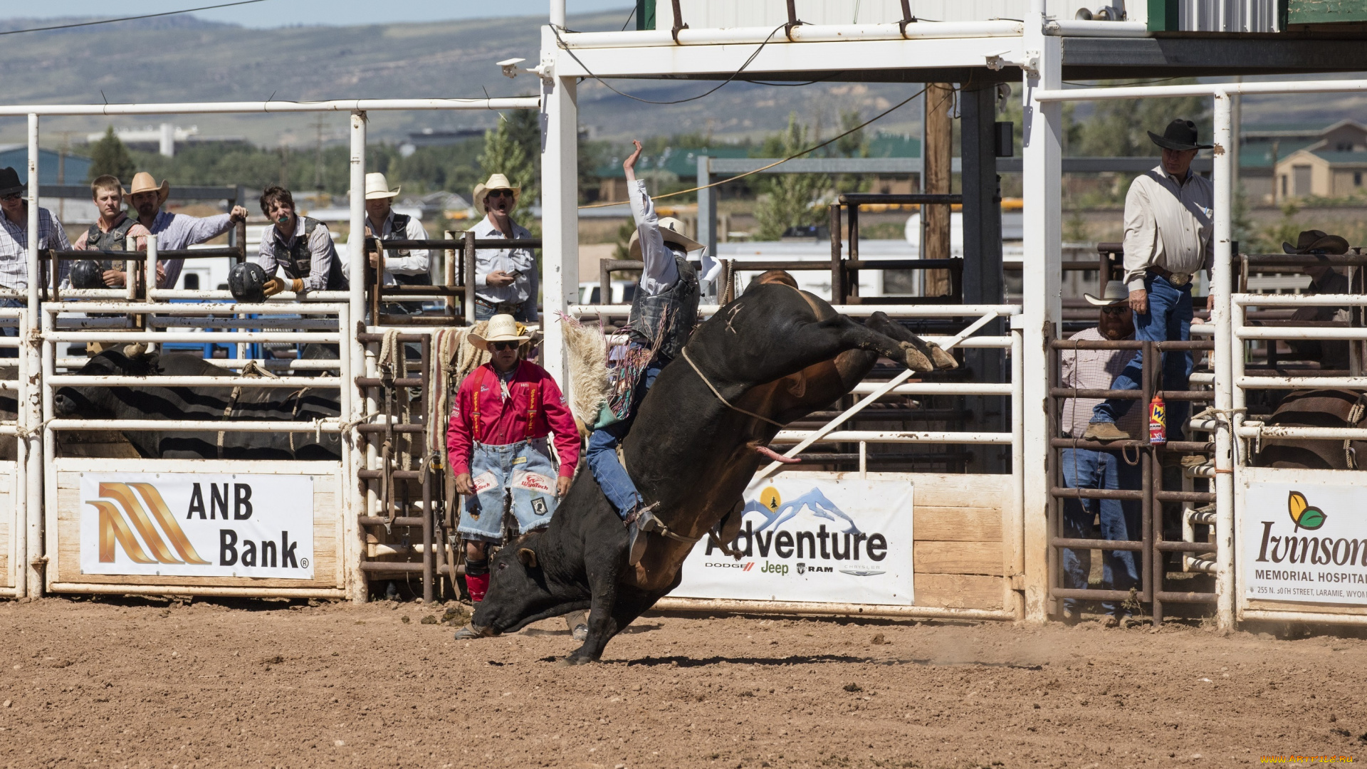 спорт, -, другое, наездник, родео, бык