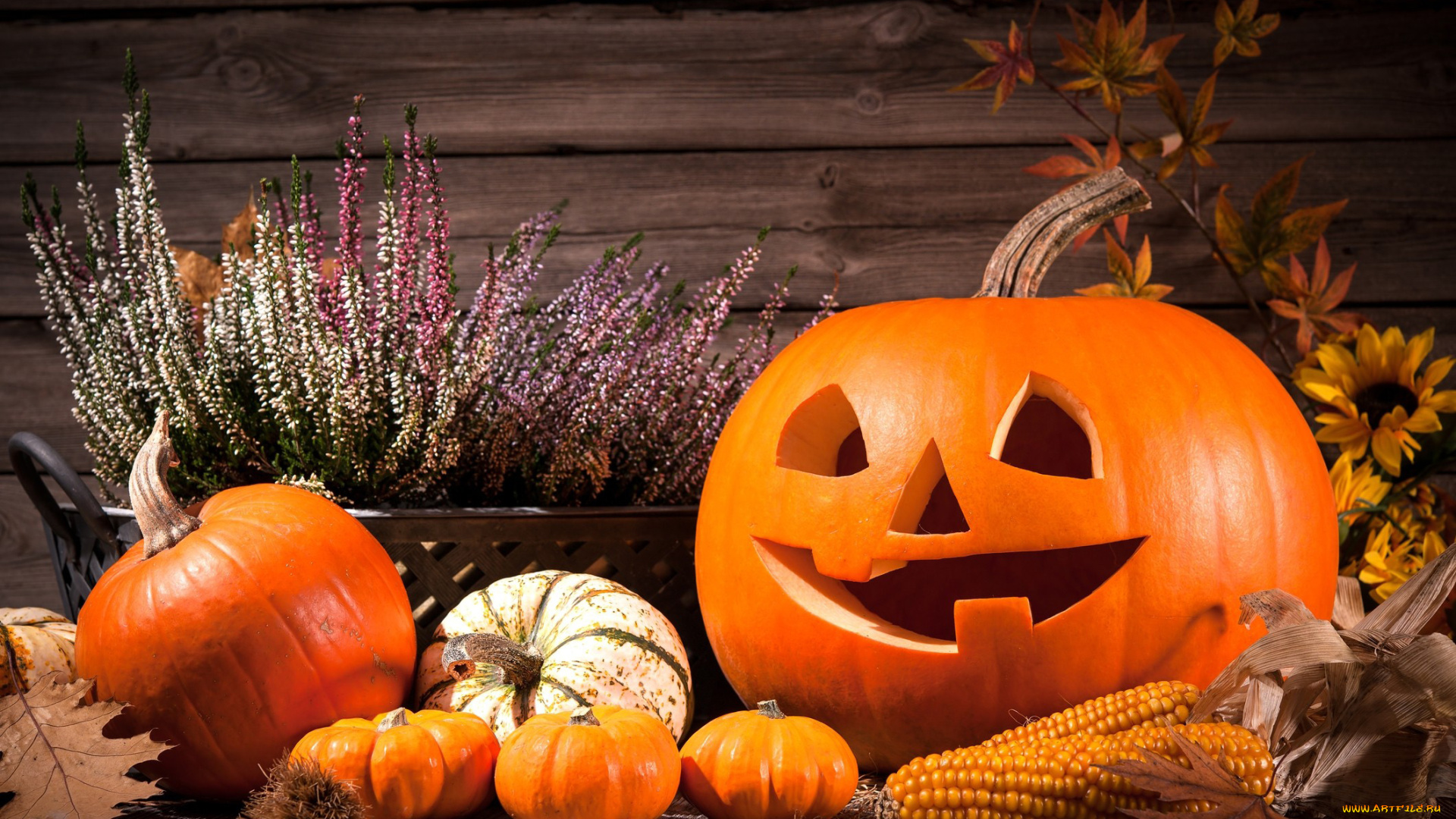 праздничные, хэллоуин, вереск, кукуруза, тыквы