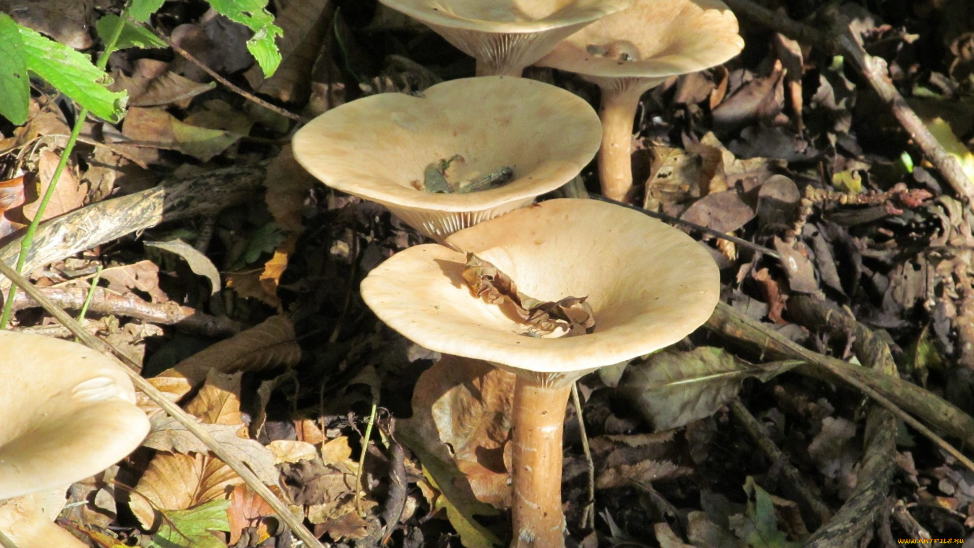 природа, грибы, шляпки