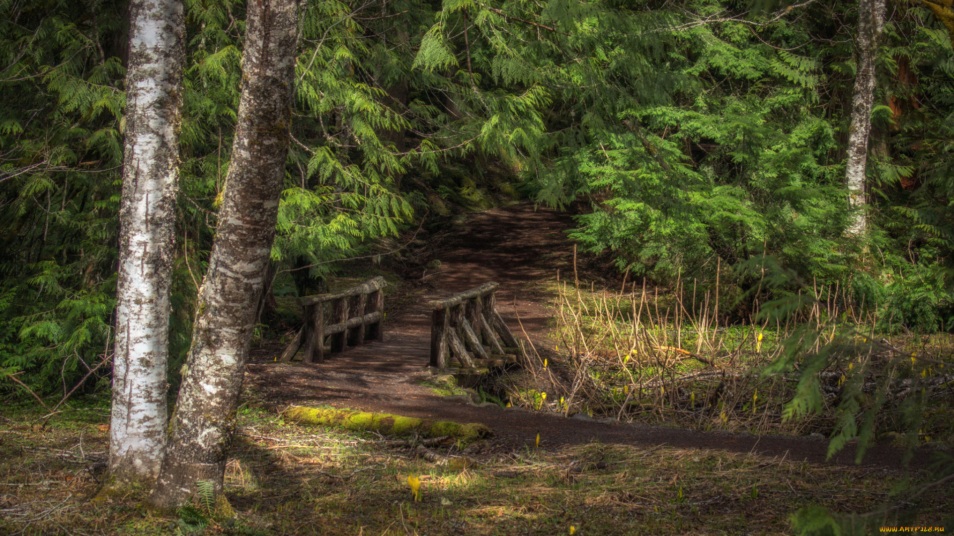 природа, лес, мостик