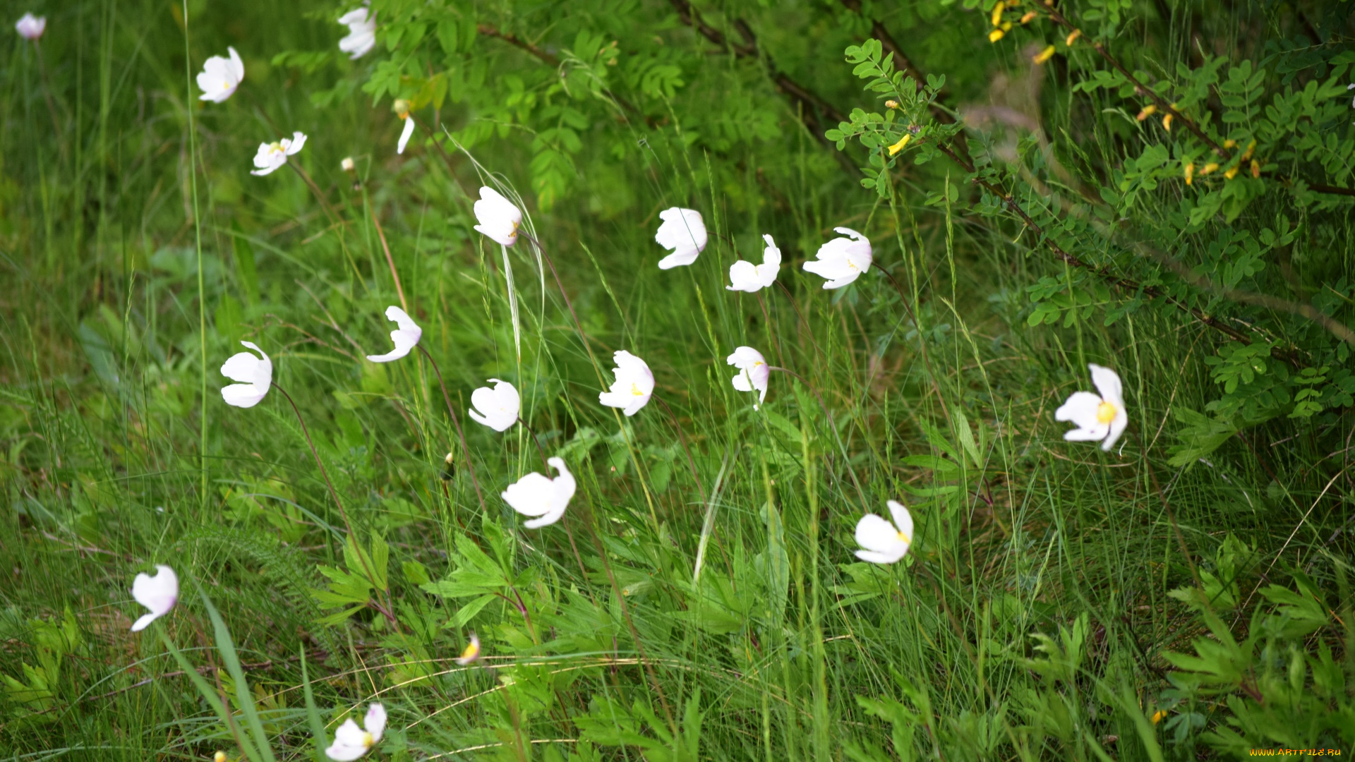 природа, луга, лето, трава, лес, цветы