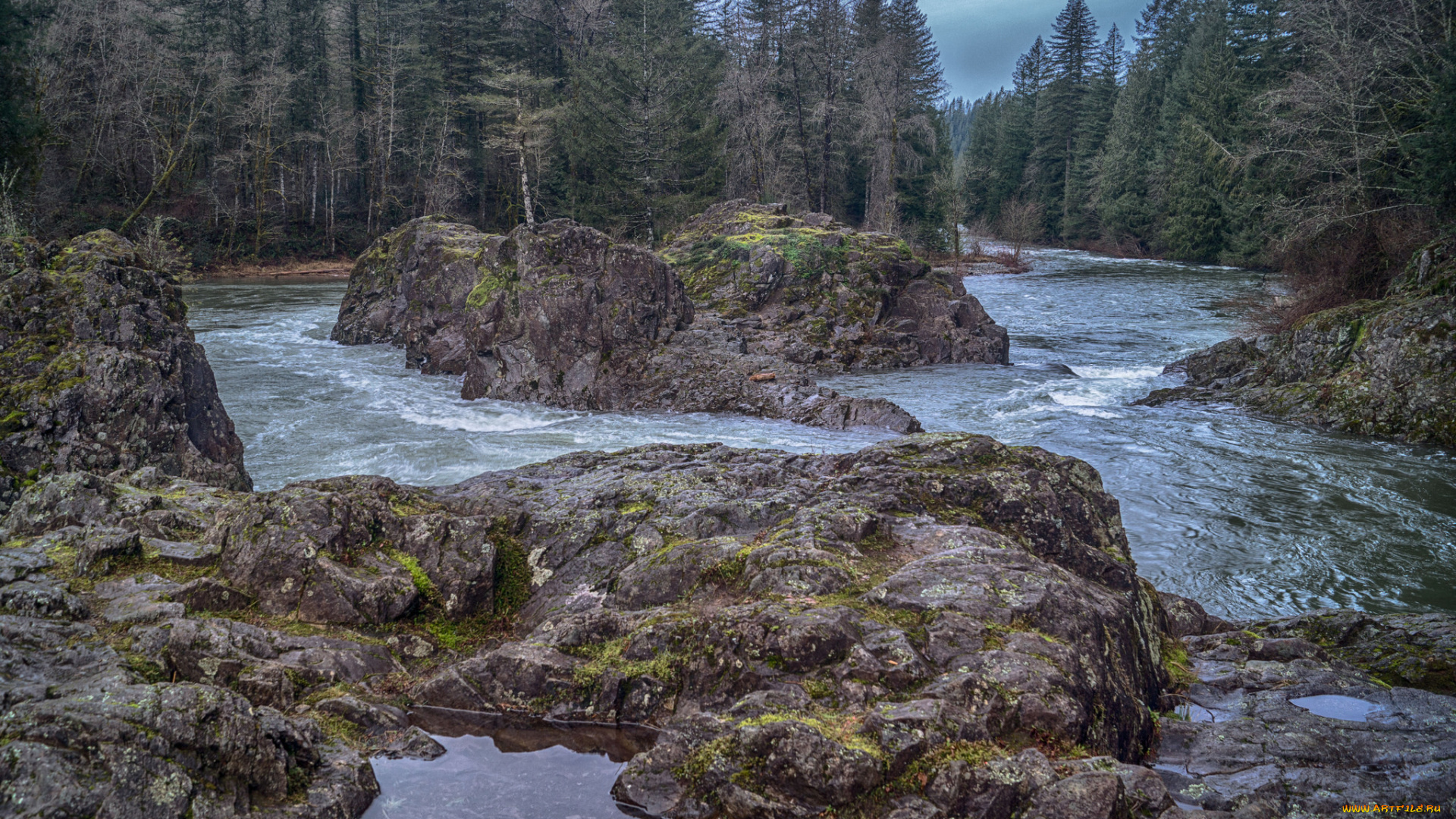 природа, реки, озера, лес, река