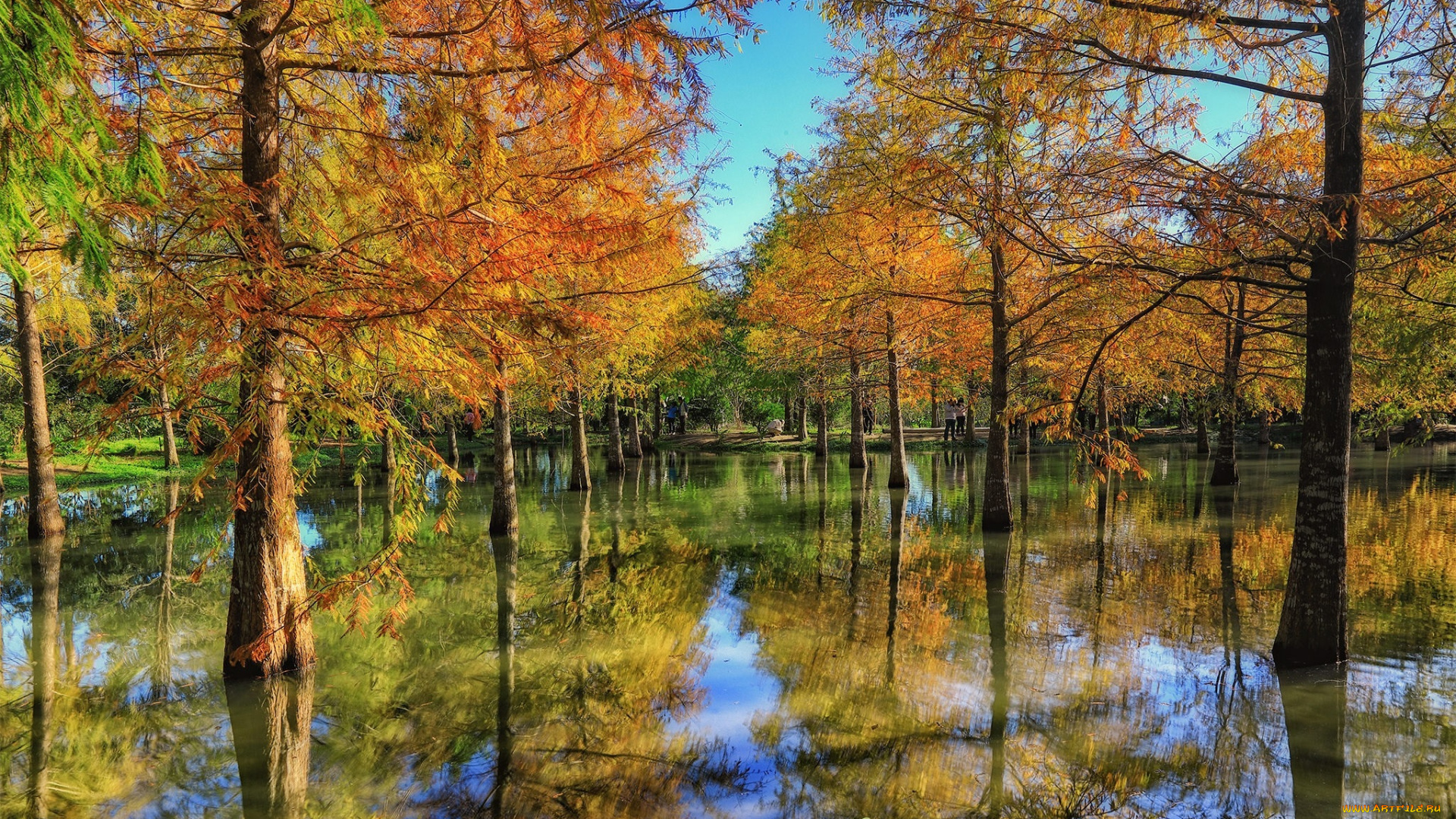 природа, реки, озера, лес, река