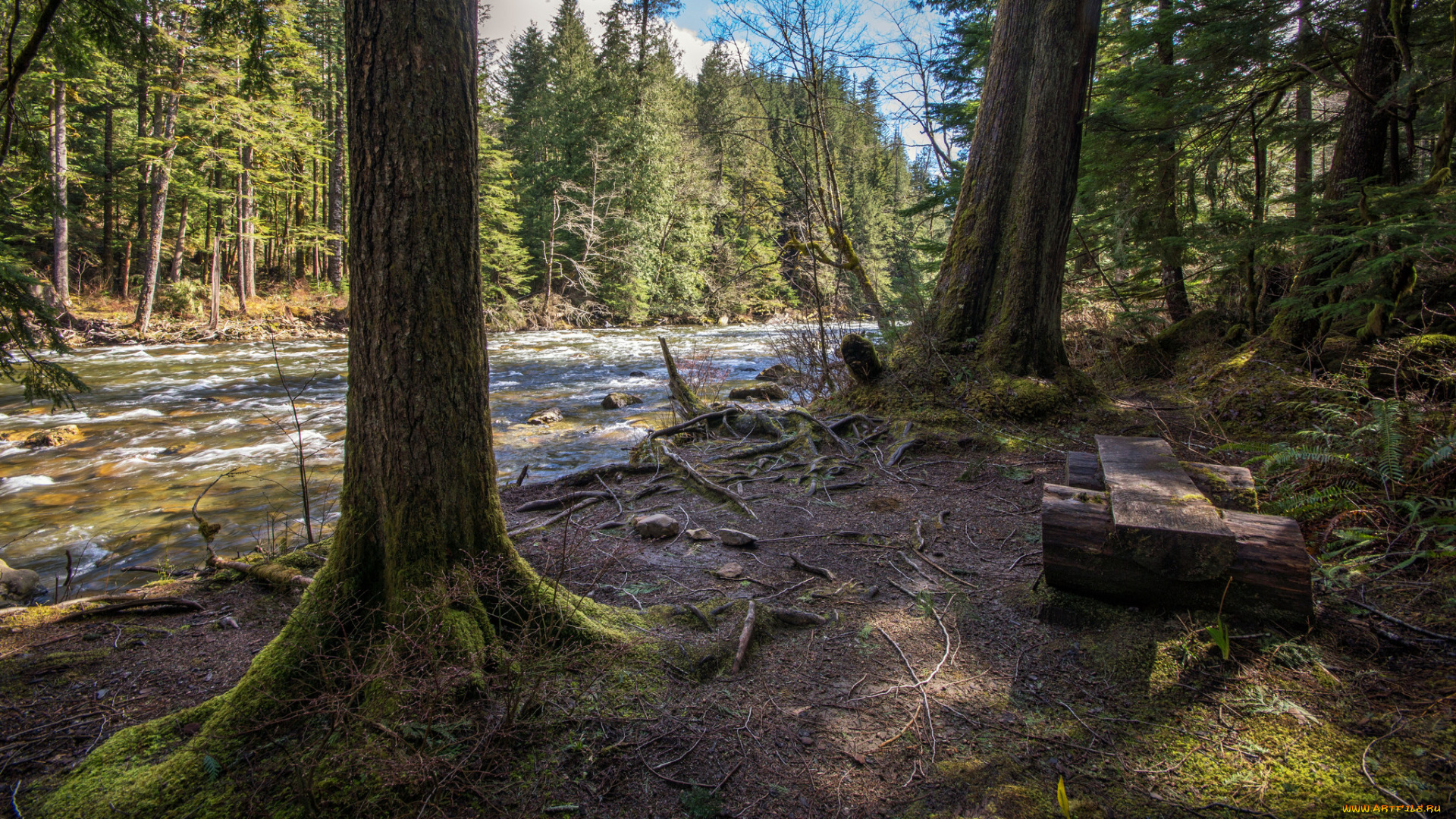 природа, реки, озера, река, лес