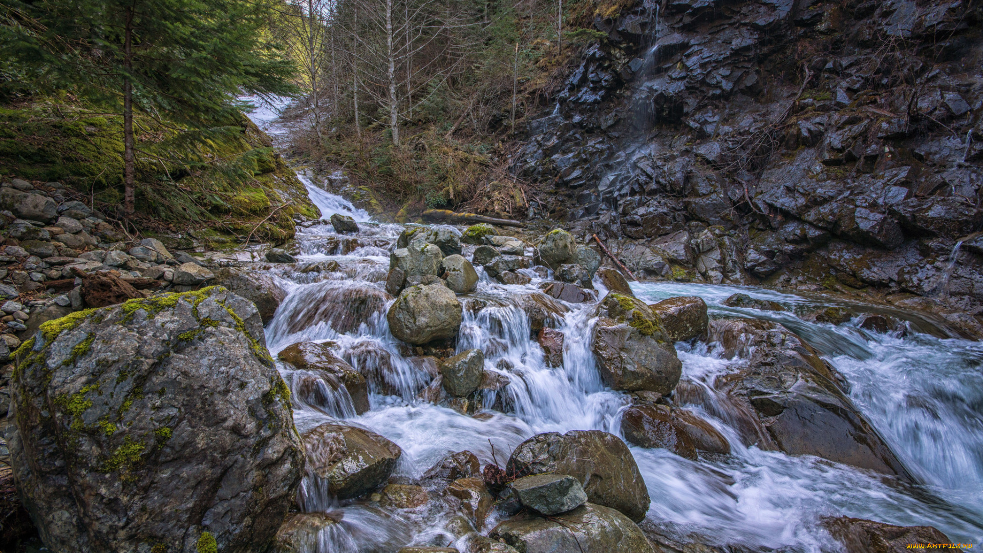 природа, реки, озера, река, лес