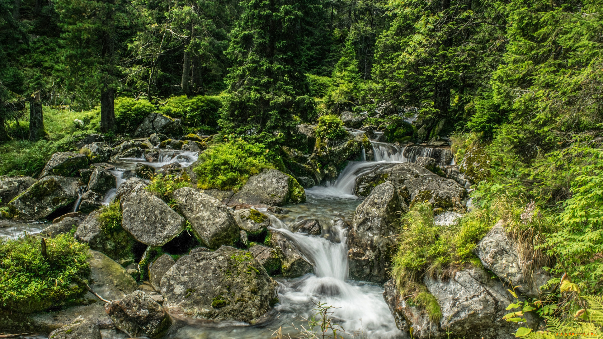 природа, реки, озера, река, лес