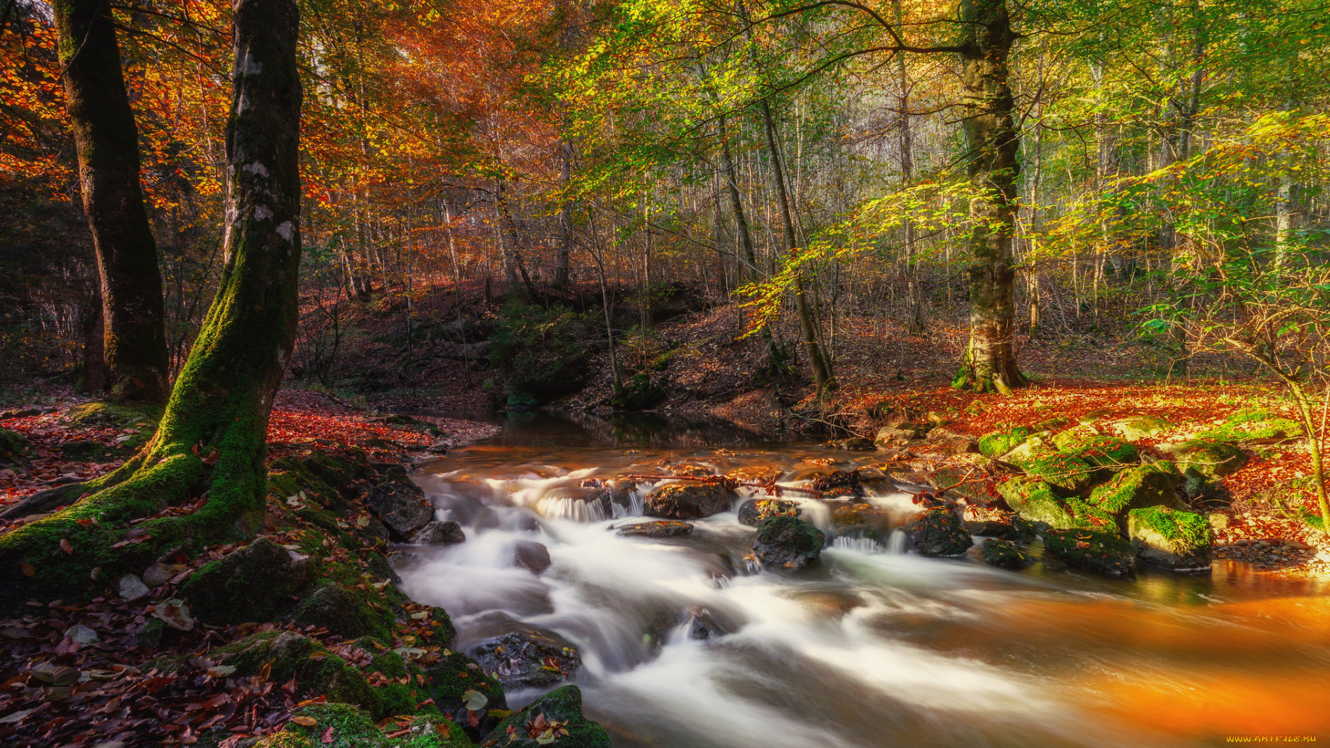 природа, реки, озера, река, лес