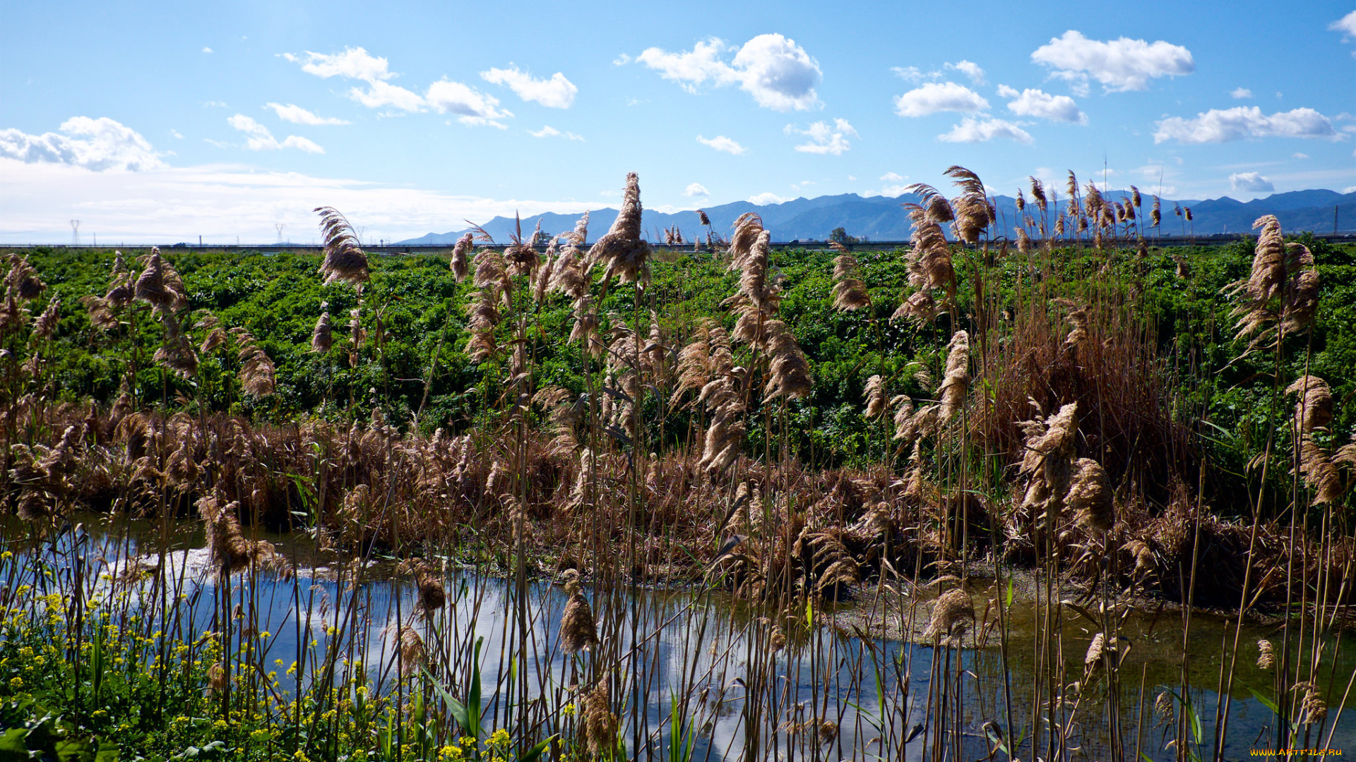 природа, реки, озера, река, лес