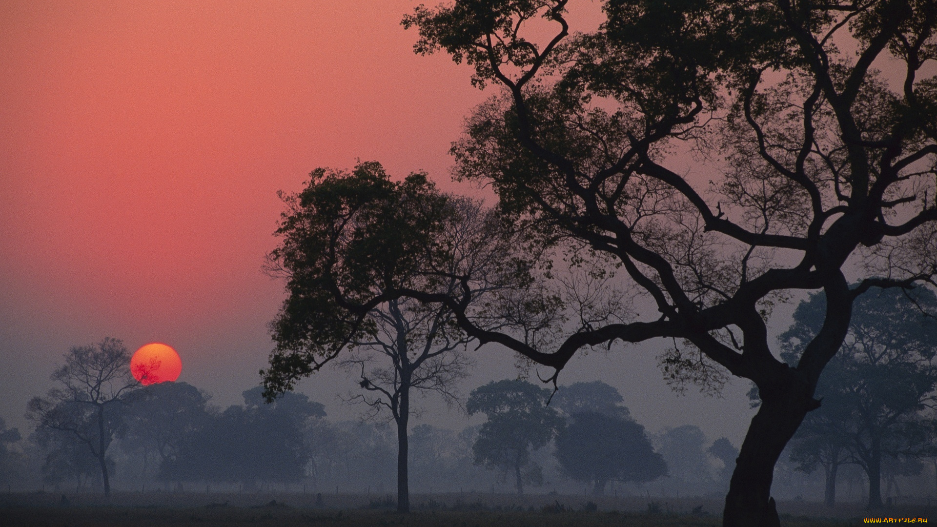 природа, восходы, закаты, небо, солнце, рассвет, туман, деревья