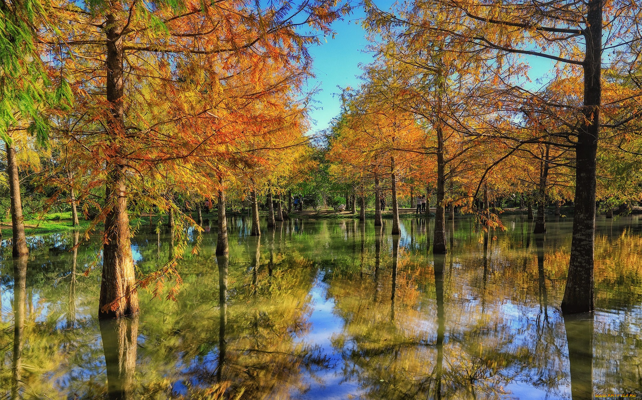 природа, реки, озера, лес, река