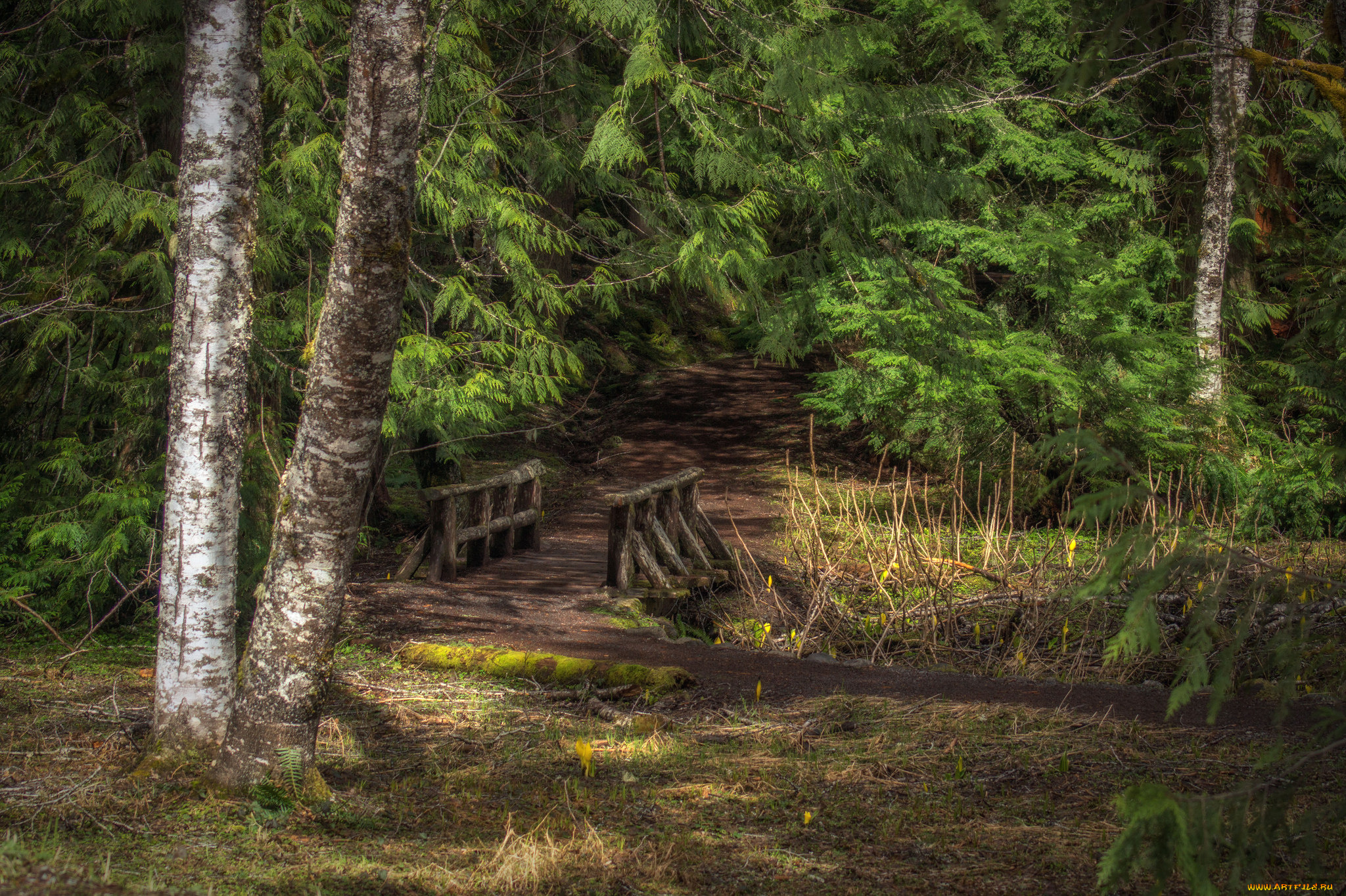 природа, лес, мостик