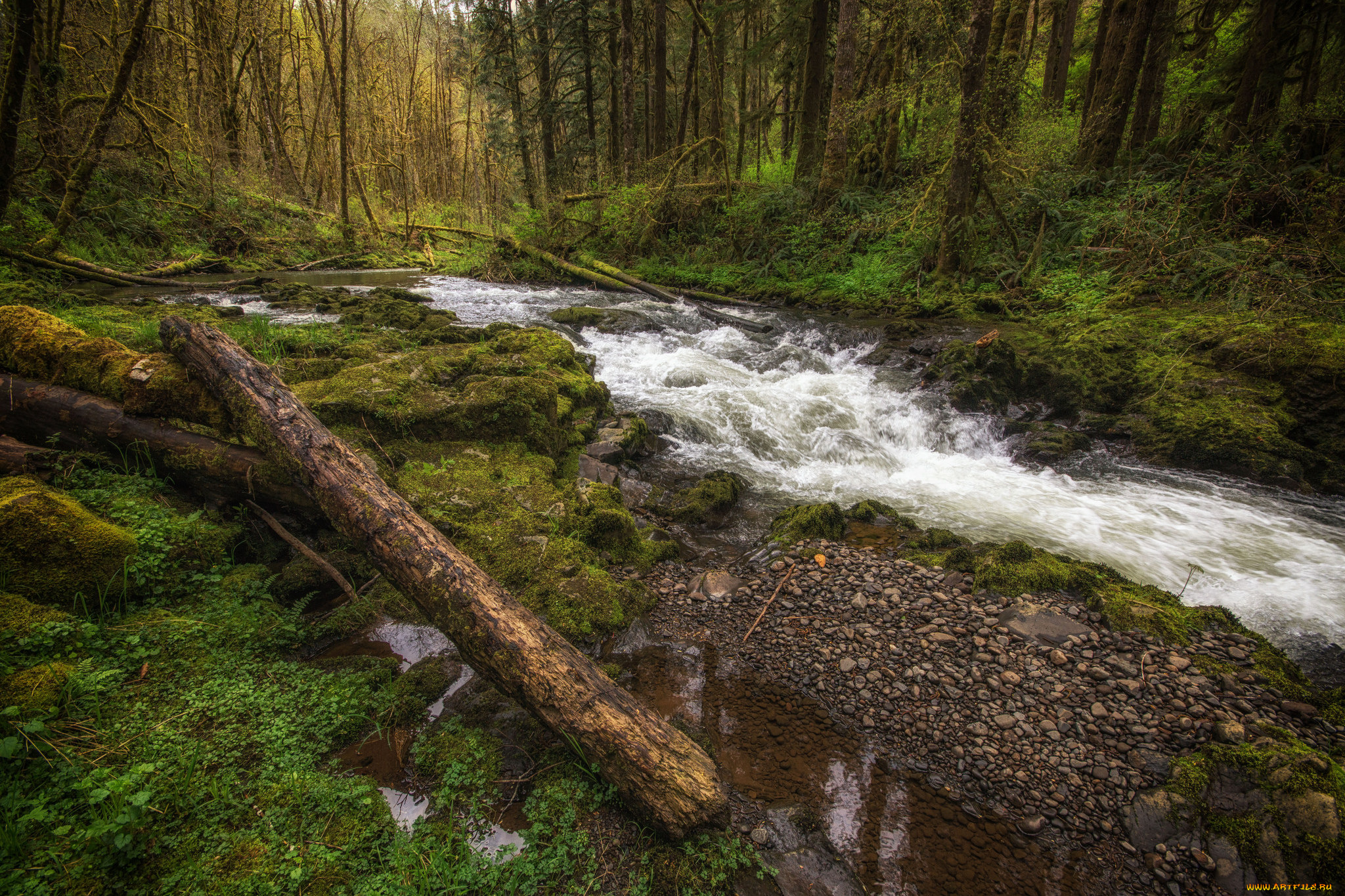 природа, реки, озера, лес, река