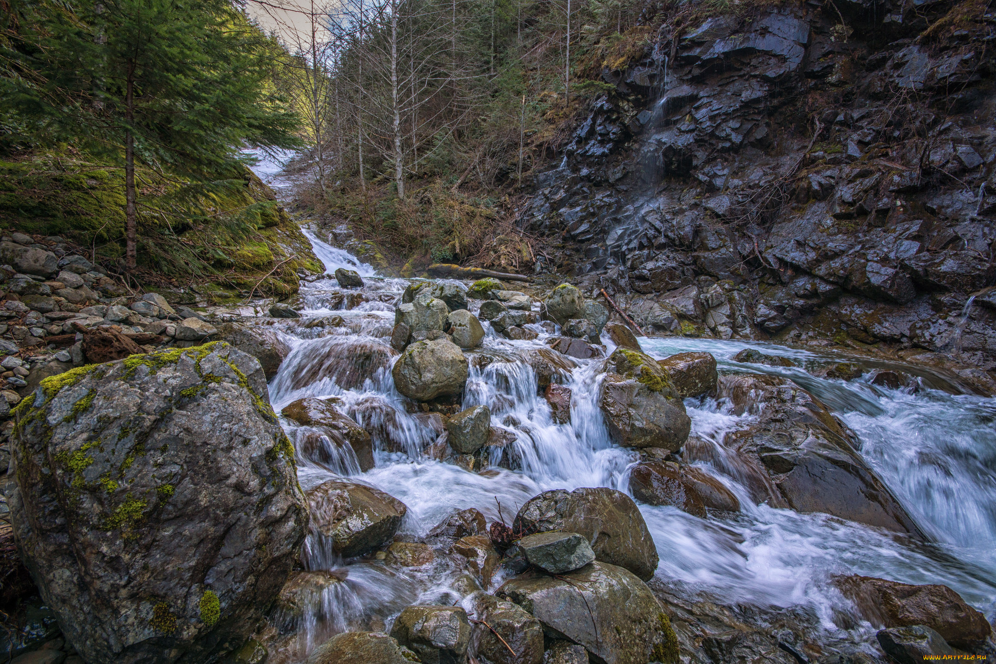 природа, реки, озера, река, лес