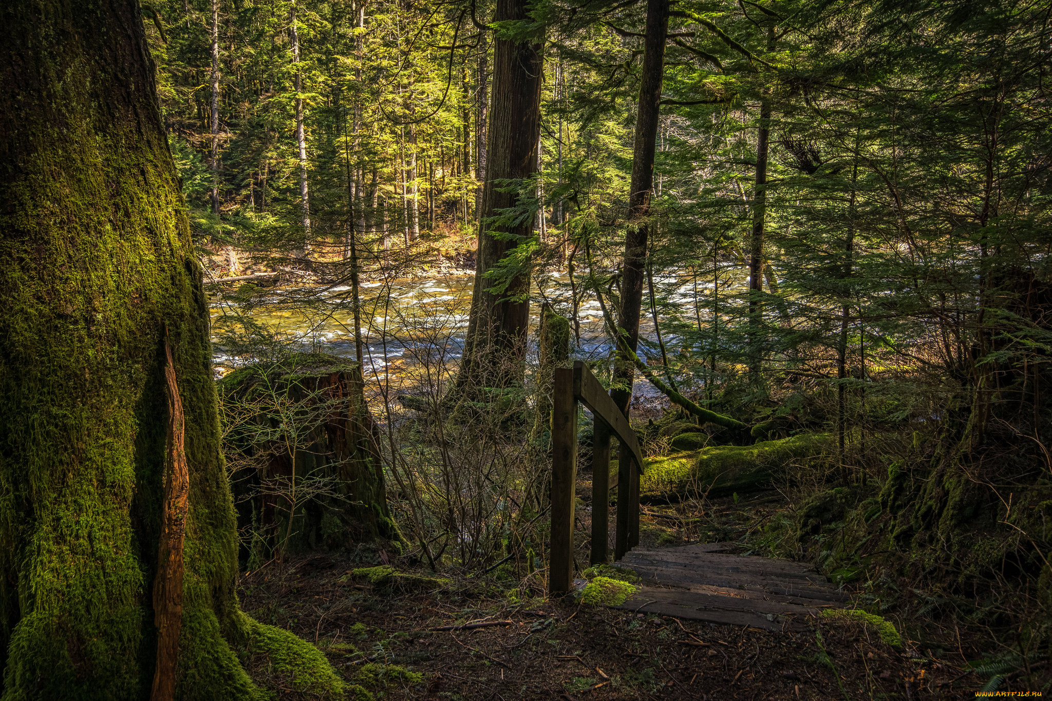 природа, реки, озера, река, лес