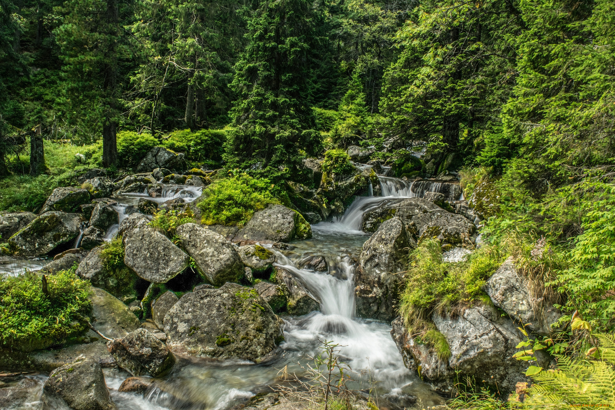 природа, реки, озера, река, лес