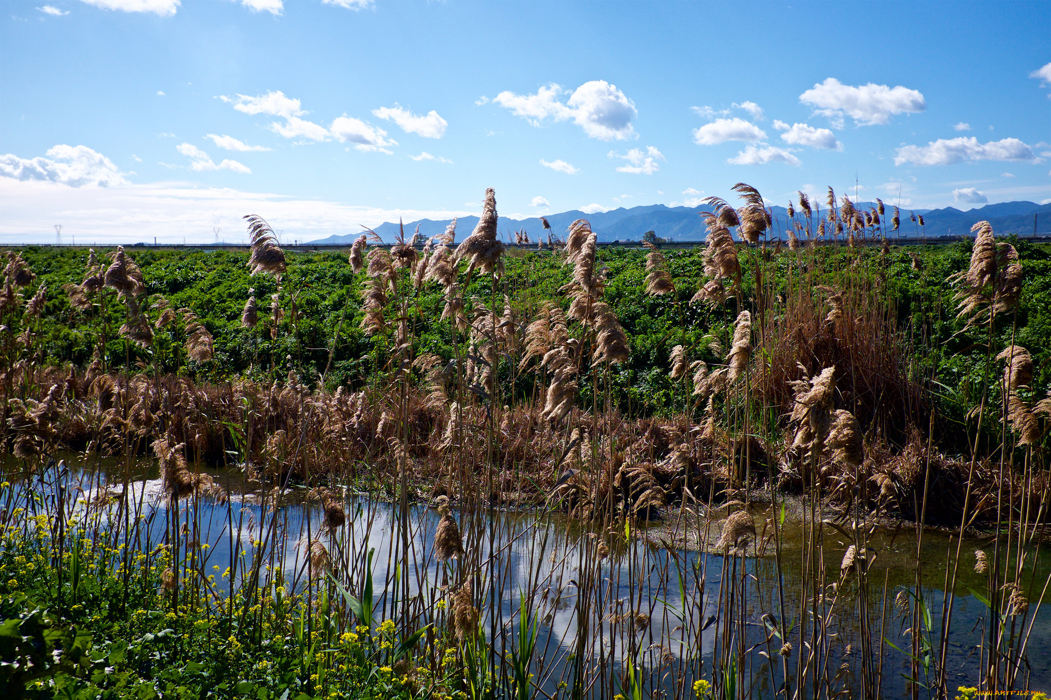 природа, реки, озера, река, лес
