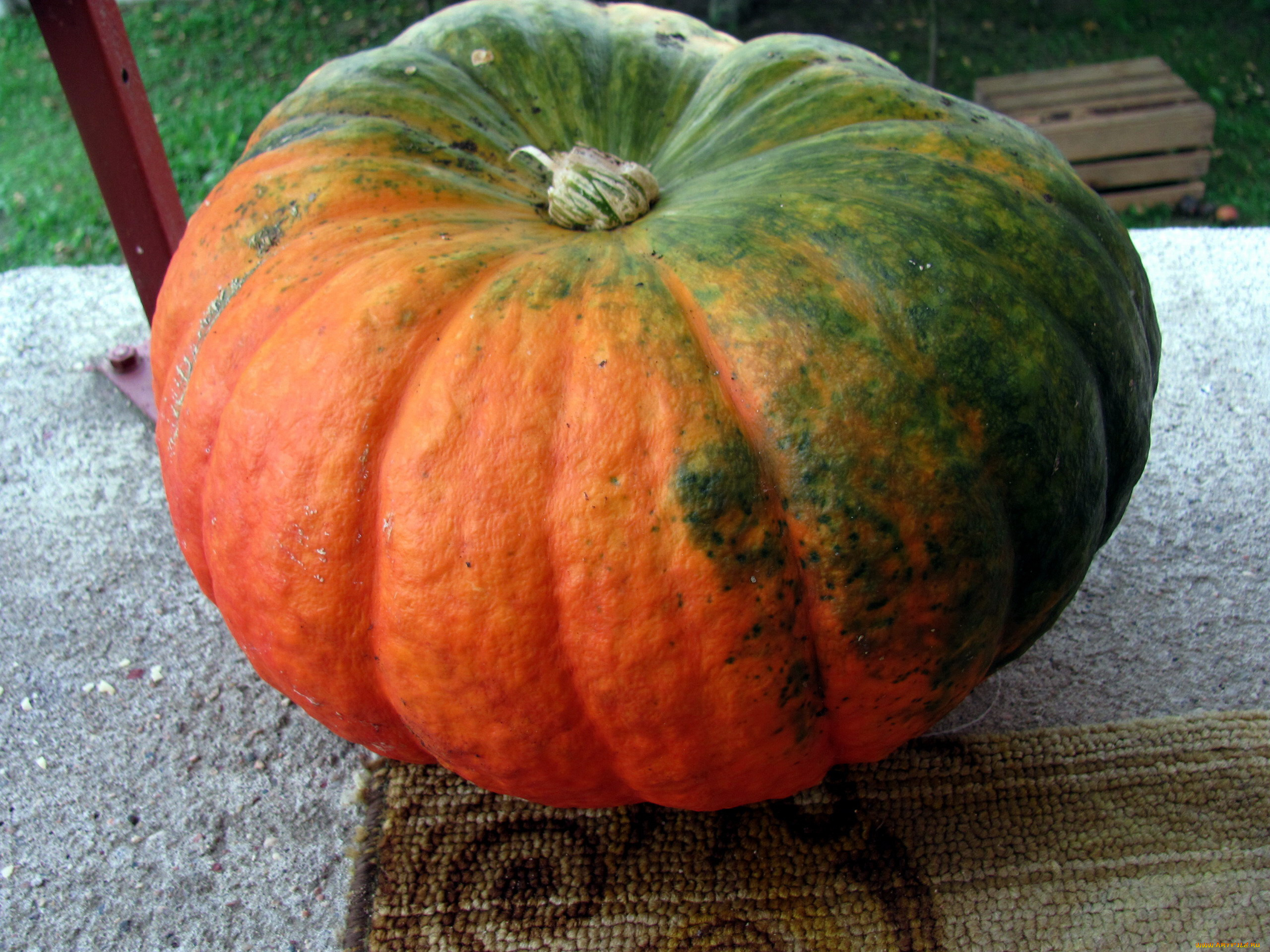 еда, тыква, огромная