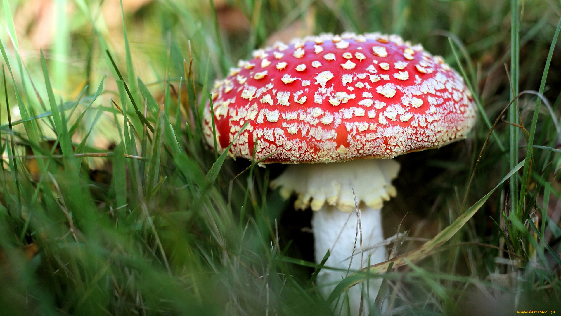 природа, грибы, , мухомор, мухомор