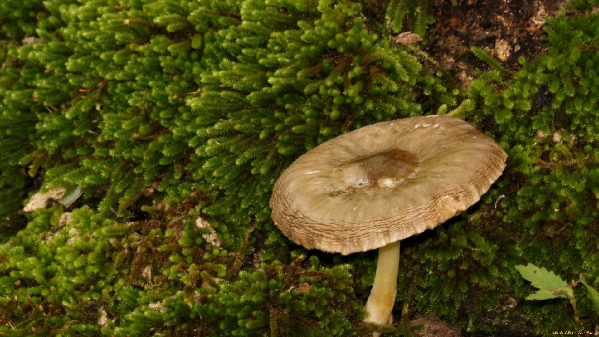 природа, грибы, гриб